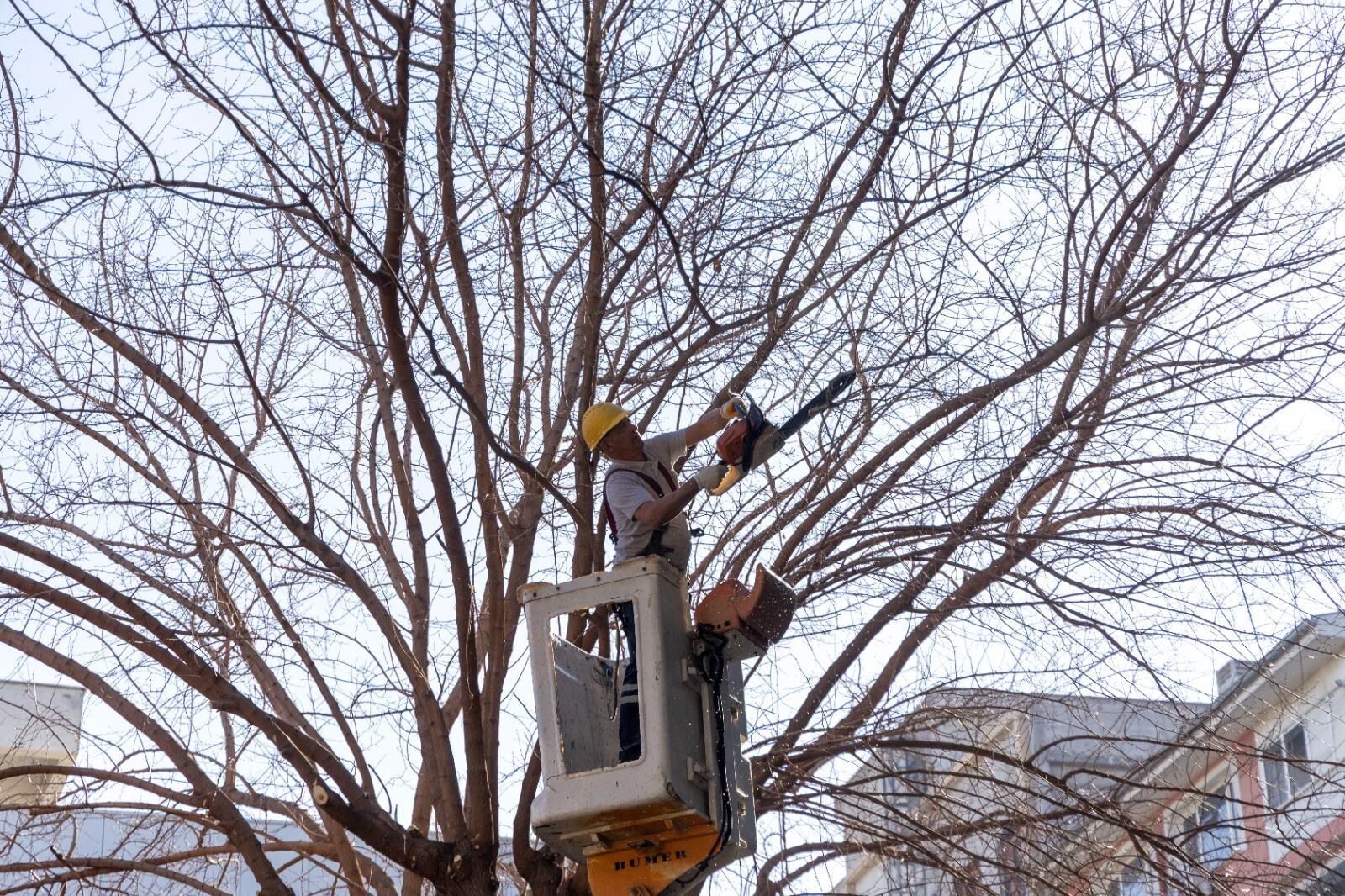 Karşıyaka’da Budama Seferberliği Başladı (8)