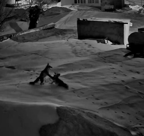 Köye Inen 2 Tilkinin Kavgası Kameraya Yansıdı (2)