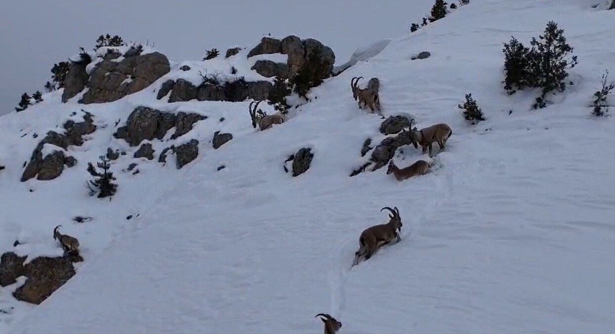 Munzur’da Yaban Keçilerinin Zorlu Kış Mücadelesi Görüntülendi (2)