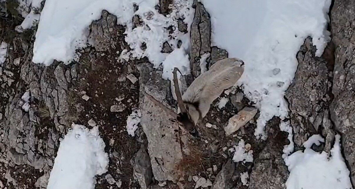 Munzur’da Yaban Keçilerinin Zorlu Kış Mücadelesi Görüntülendi (3)