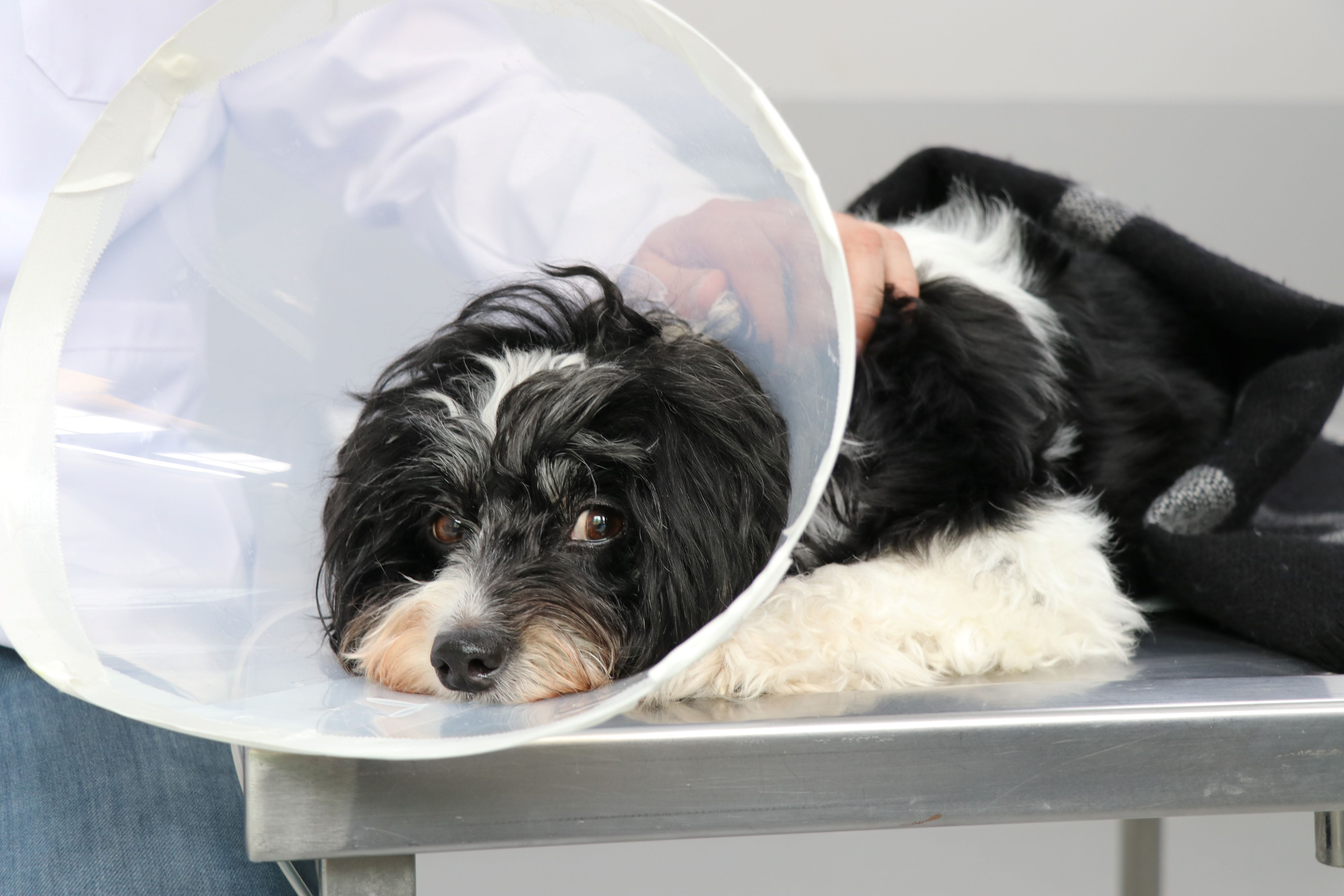 Şaşırtan Operasyon Köpeğin Karnından 140 Taş Çıkarıldı (4)