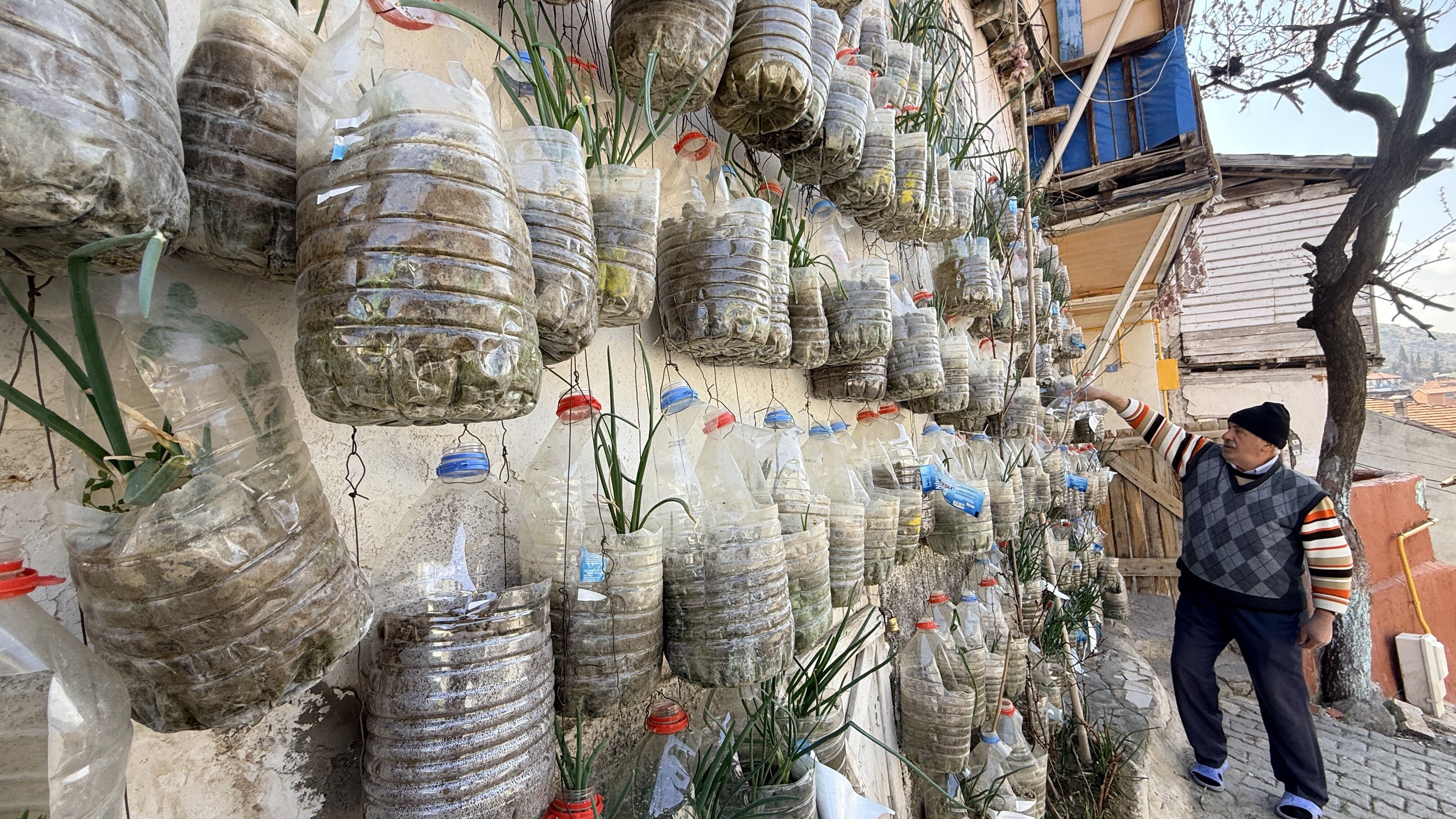 Tokat’ta Bahçesi Olmadığı Için Farklı Bir Yöntem Geliştiren 62 Yaşındaki Selahattin Demirkan, Evinin Duvarını Adeta Üretim Alanına Dönüştürdü (6)