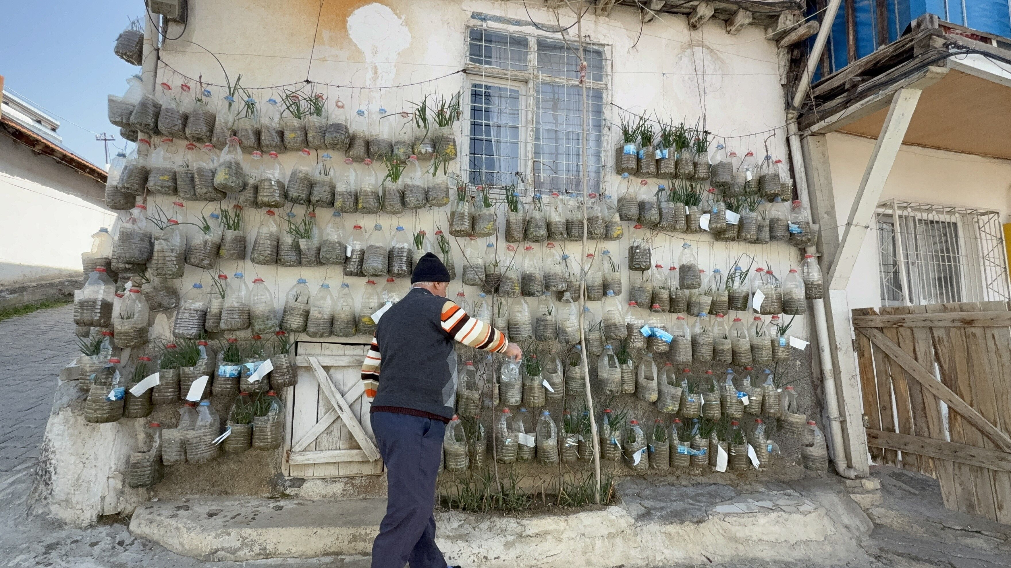 Tokat’ta Bahçesi Olmadığı Için Farklı Bir Yöntem Geliştiren 62 Yaşındaki Selahattin Demirkan, Evinin Duvarını Adeta Üretim Alanına Dönüştürdü (7)