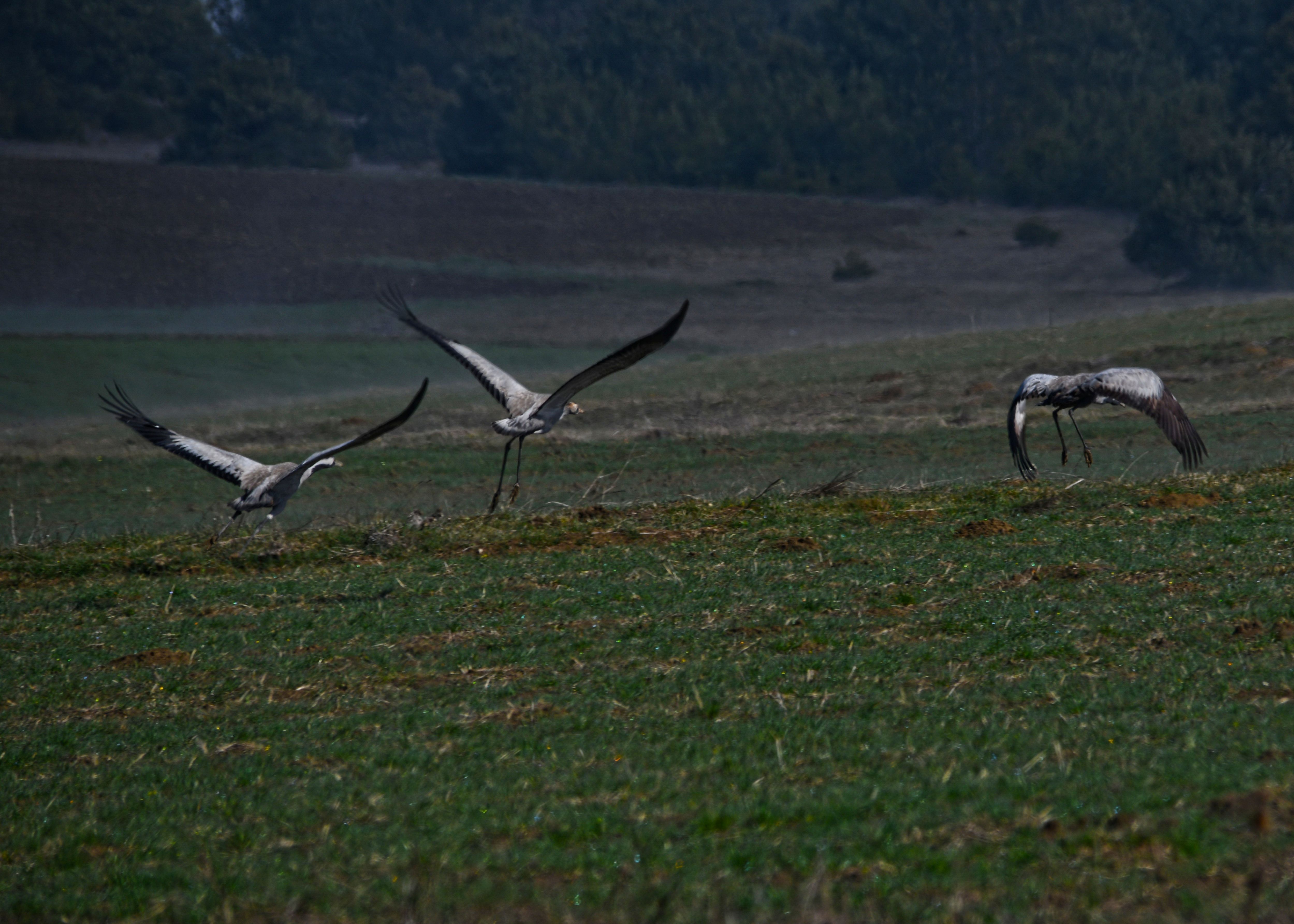 Turna Ailesi Kastamonu’da Objektiflere Yansıdı (2)