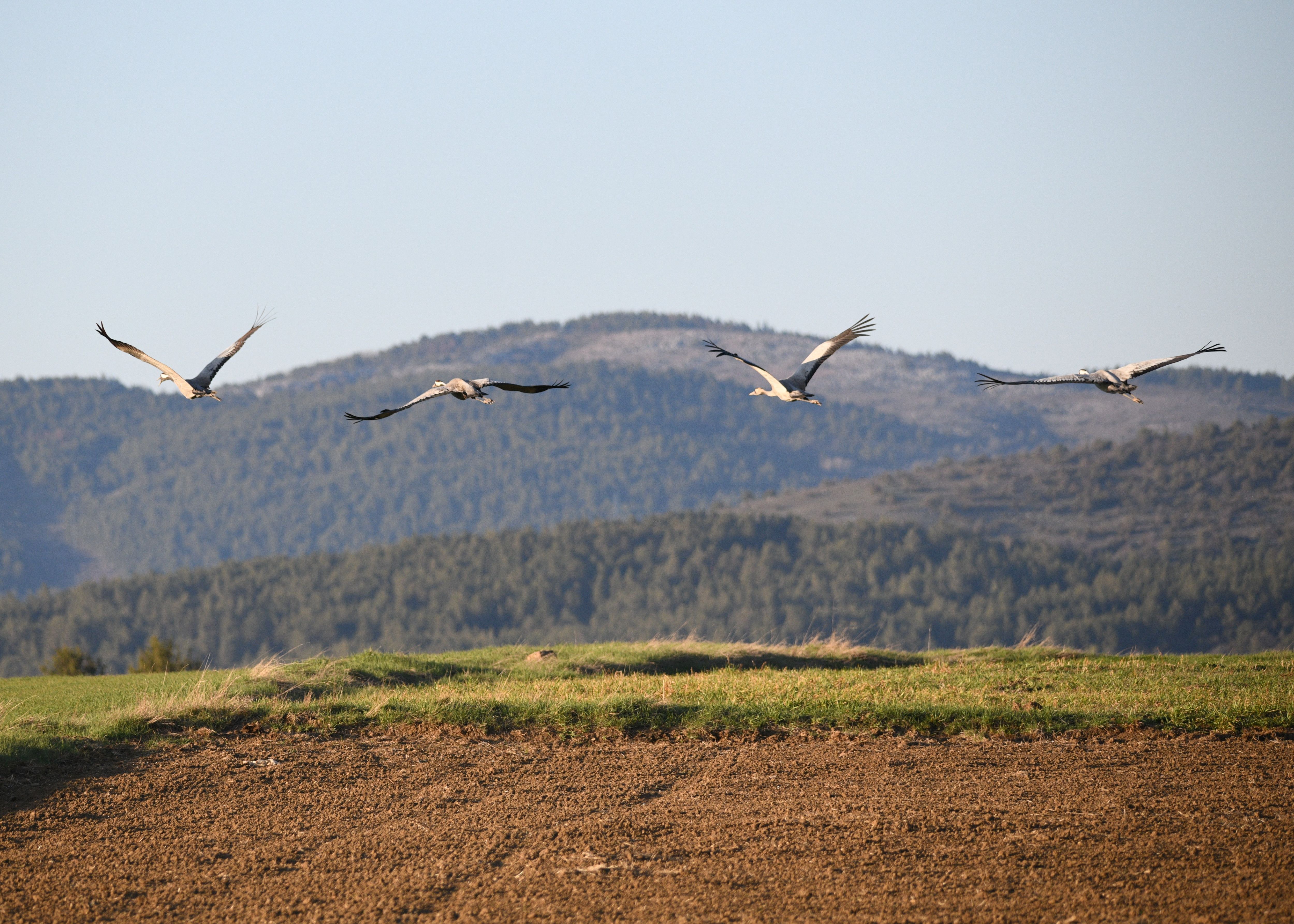 Turna Ailesi Kastamonu’da Objektiflere Yansıdı (3)