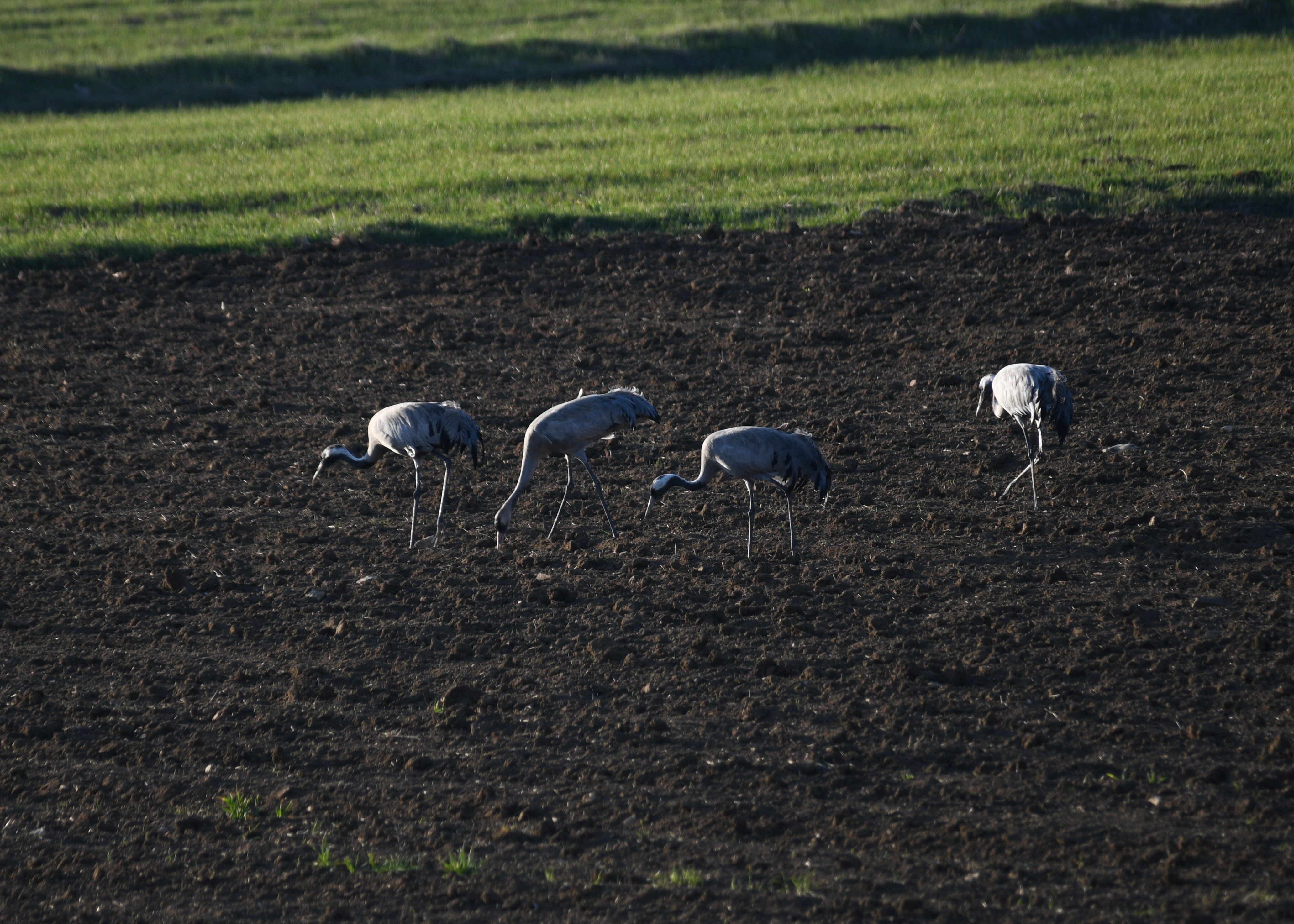 Turna Ailesi Kastamonu’da Objektiflere Yansıdı (5)