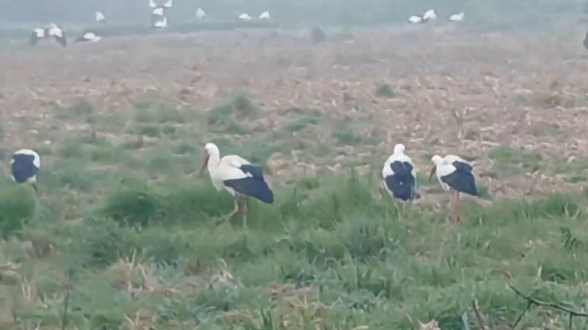 Yüzlerce Leylek Aynı Anda Edirne’de Toplandı, Görenler Hayran Kaldı (1)-1