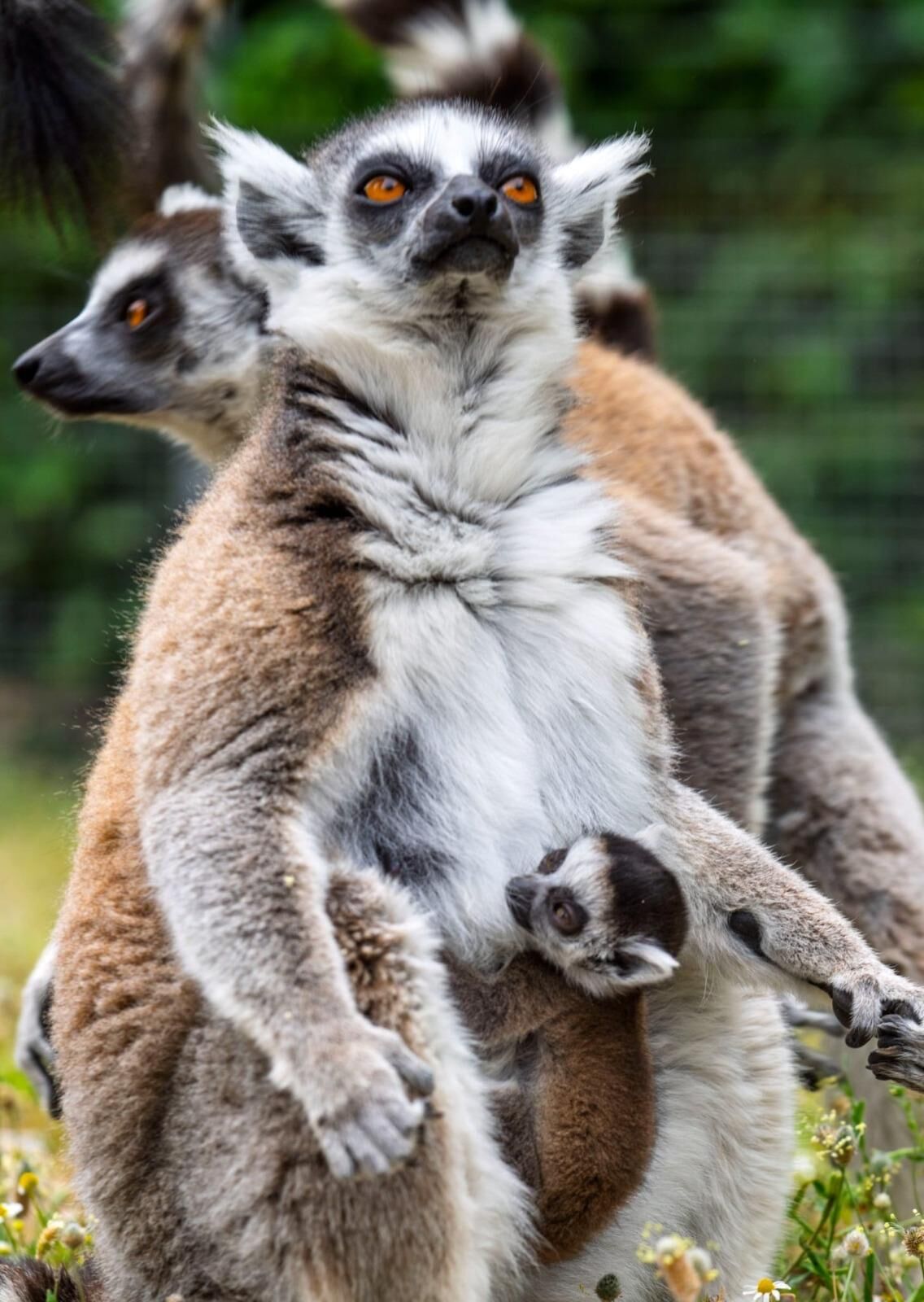 23 Nisan Ücretsiz Aktivite (3)