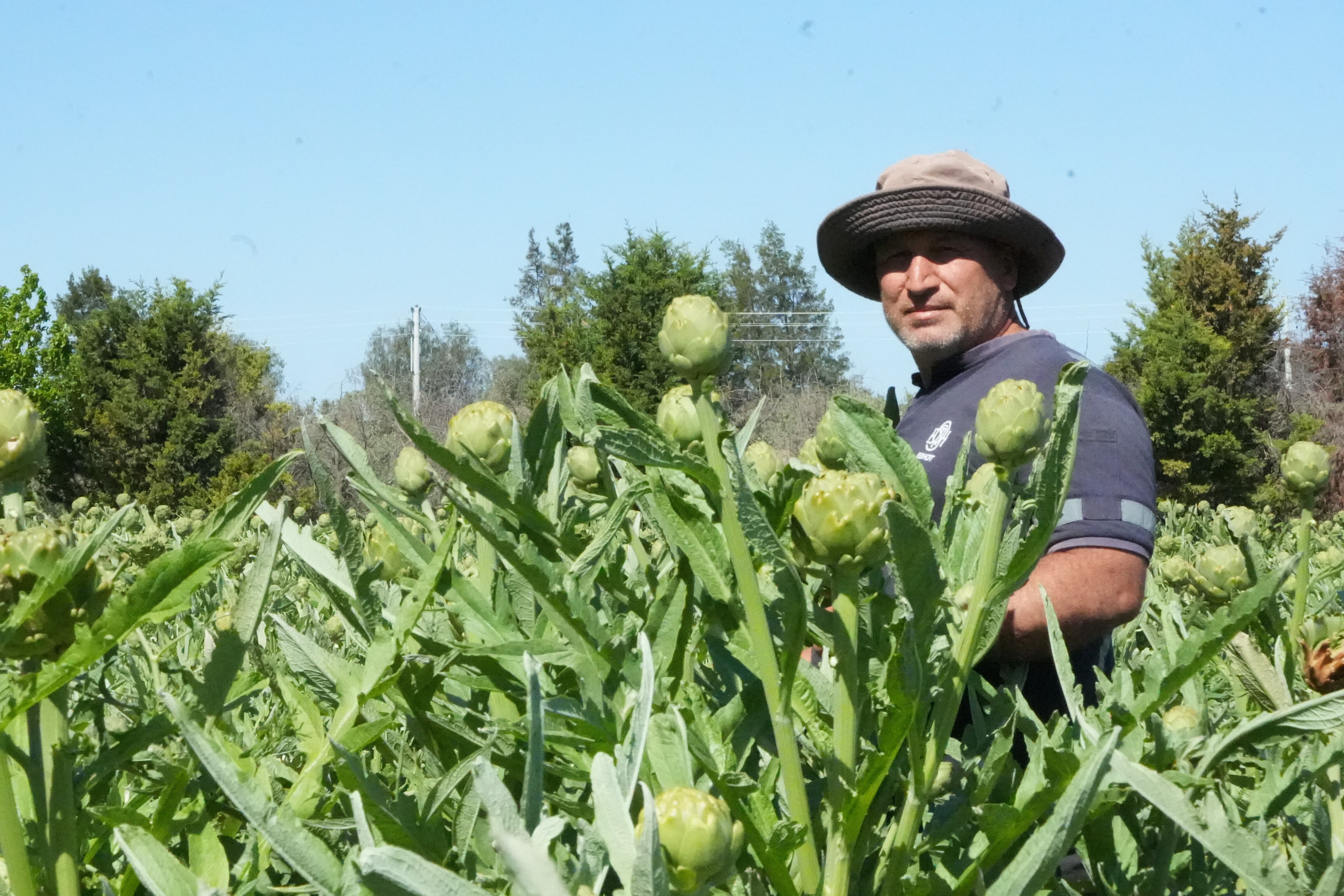 Karaciğeri yenileyen urla mucizesi hasat ediliyor!