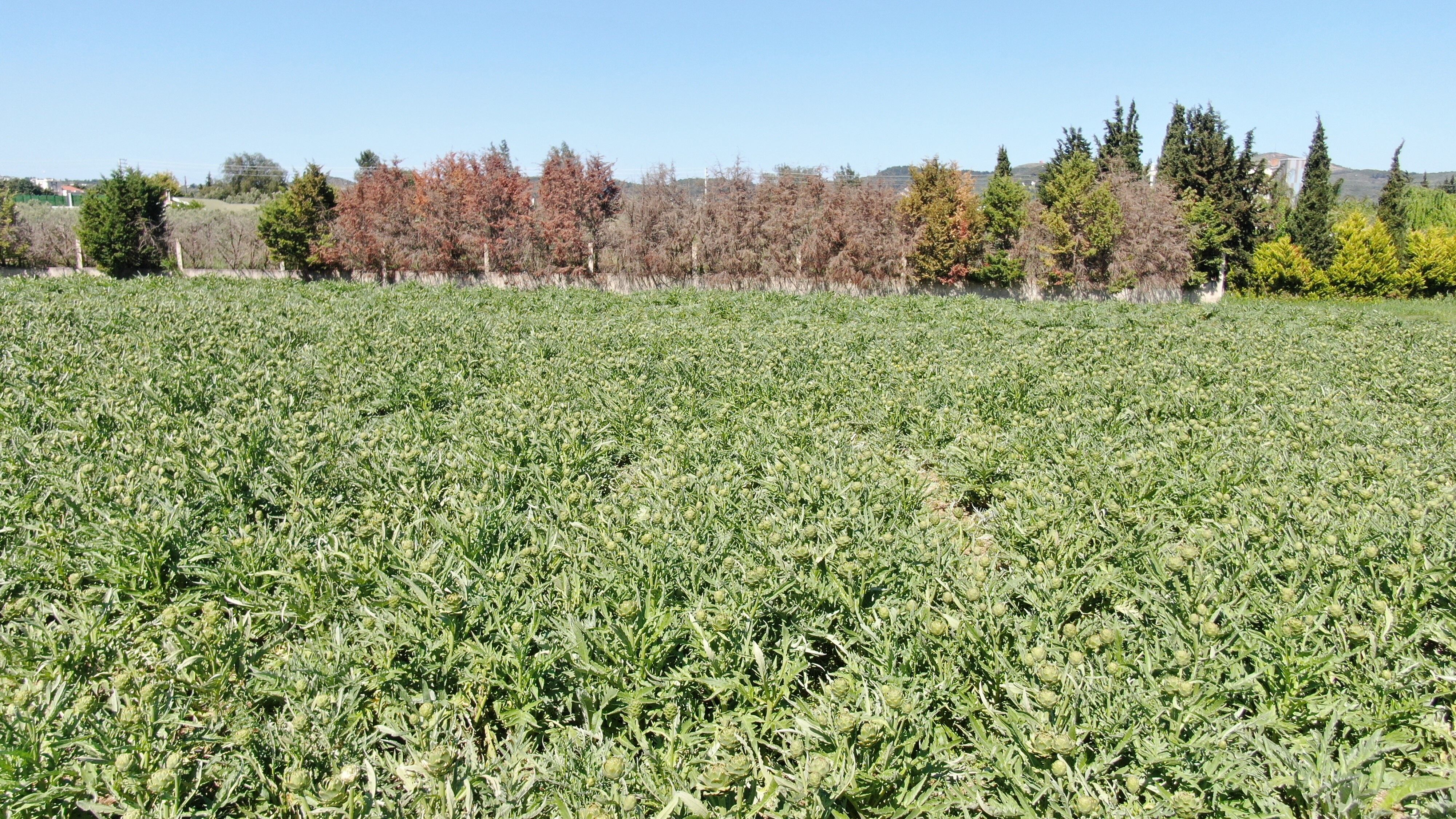 Karaciğeri yenileyen urla mucizesi hasat ediliyor!
