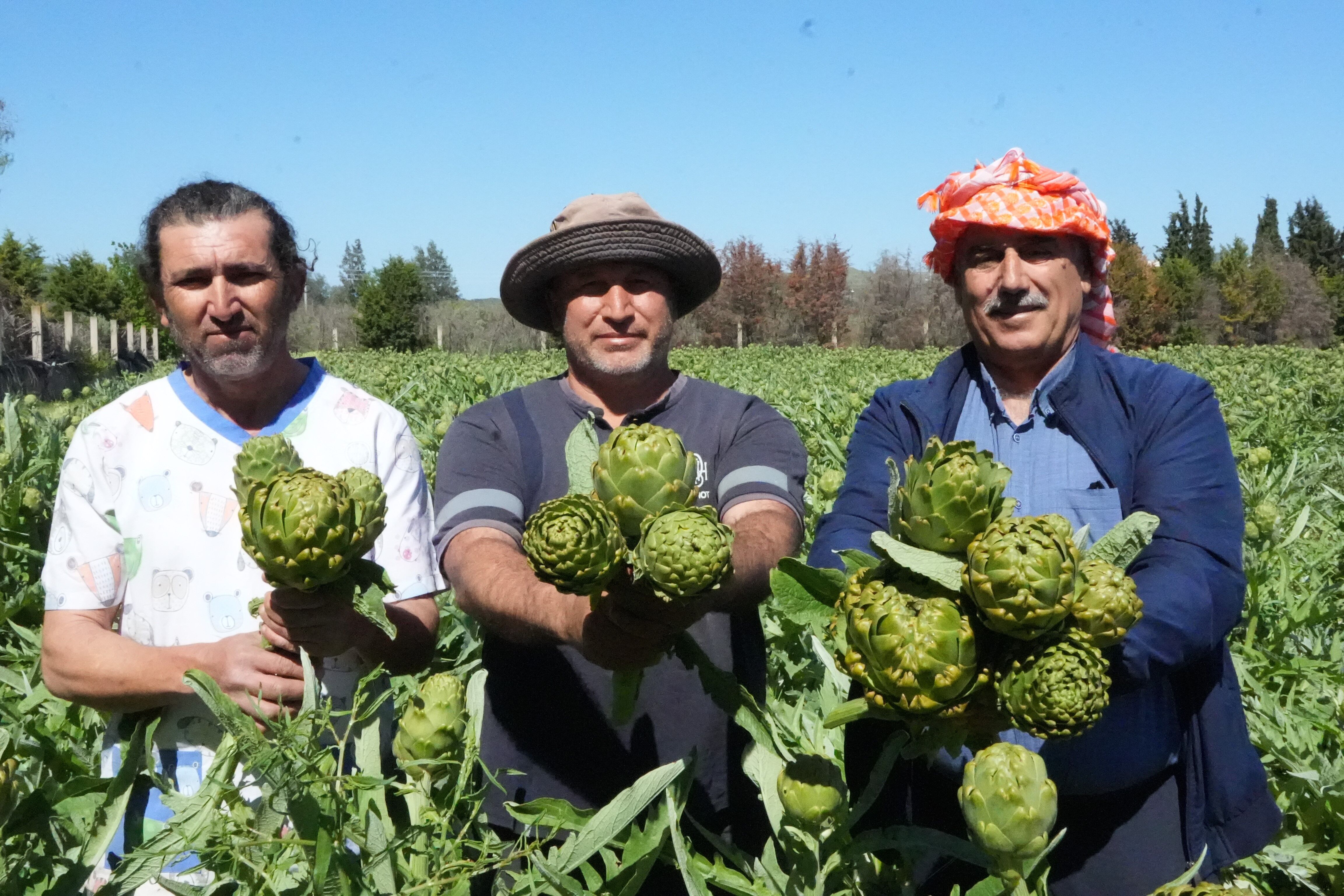 Karaciğeri yenileyen urla mucizesi hasat ediliyor!