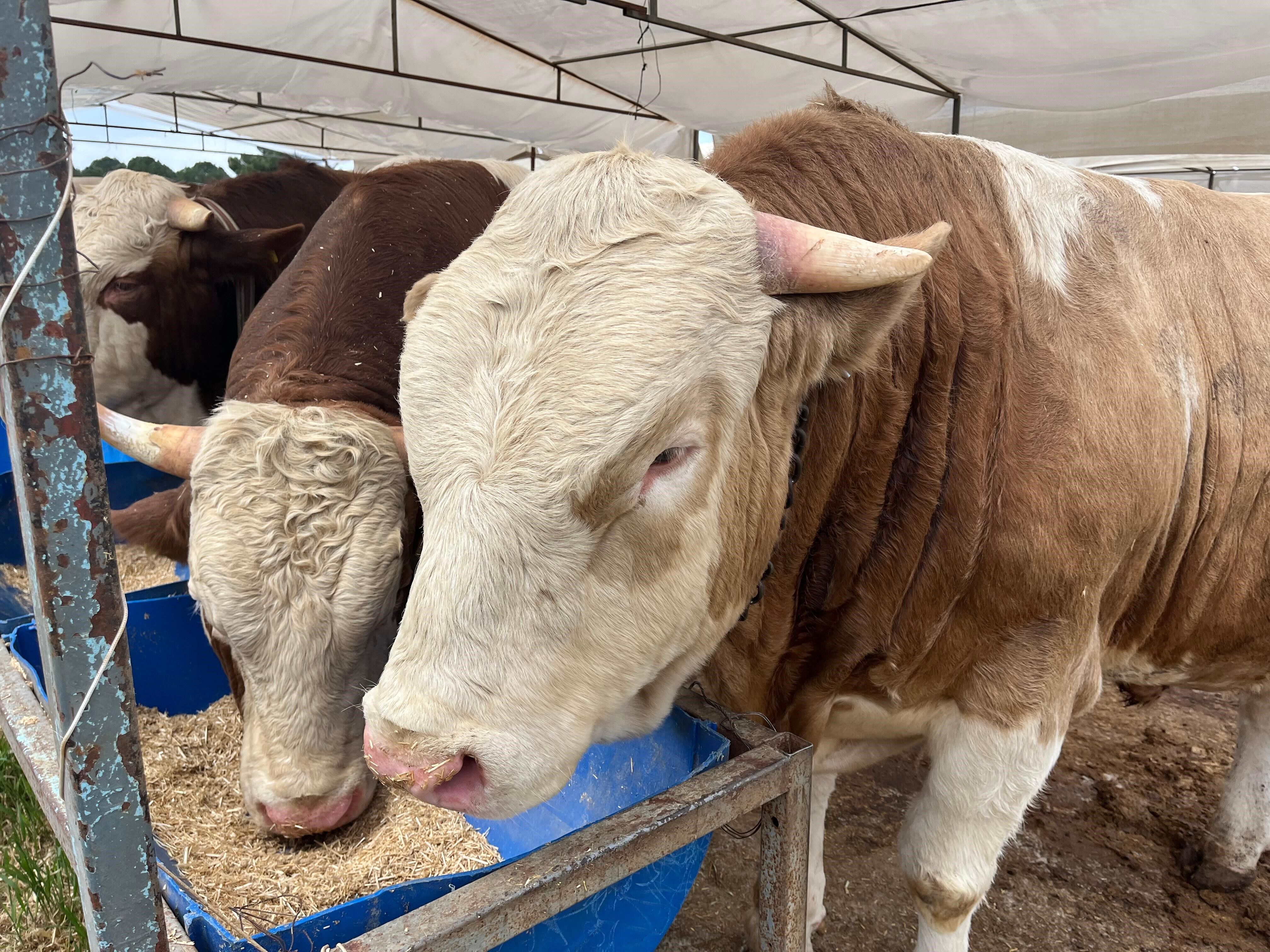 İzmir’de kurban pazarlarında hareketlilik başladı