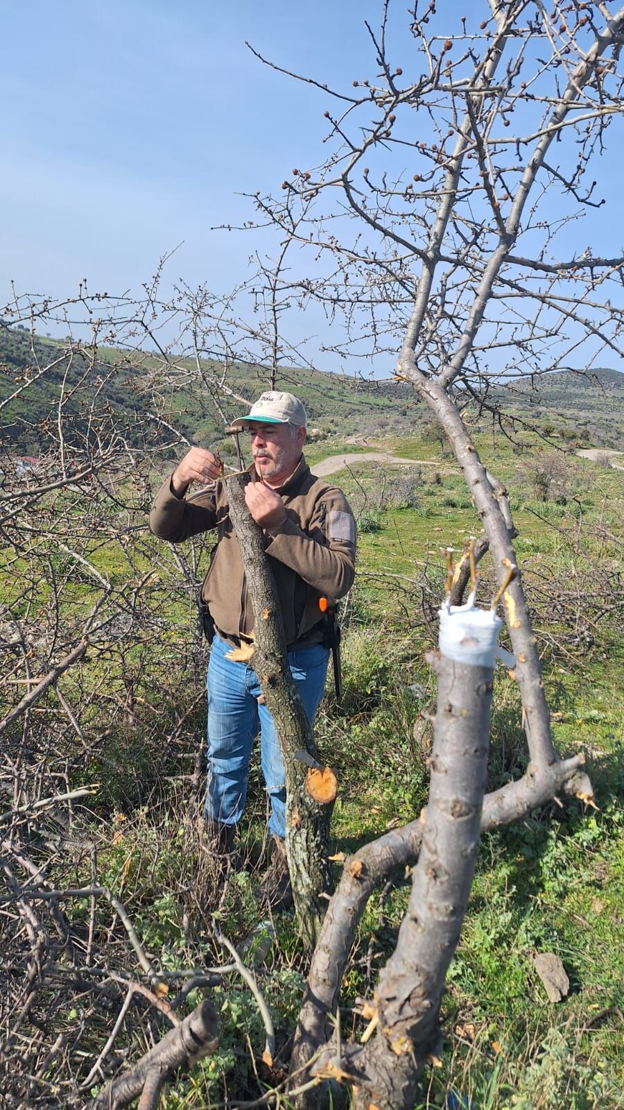 Bergama’da Üretime Destek Ahlat Ağaçları Aşılandı (2)-1