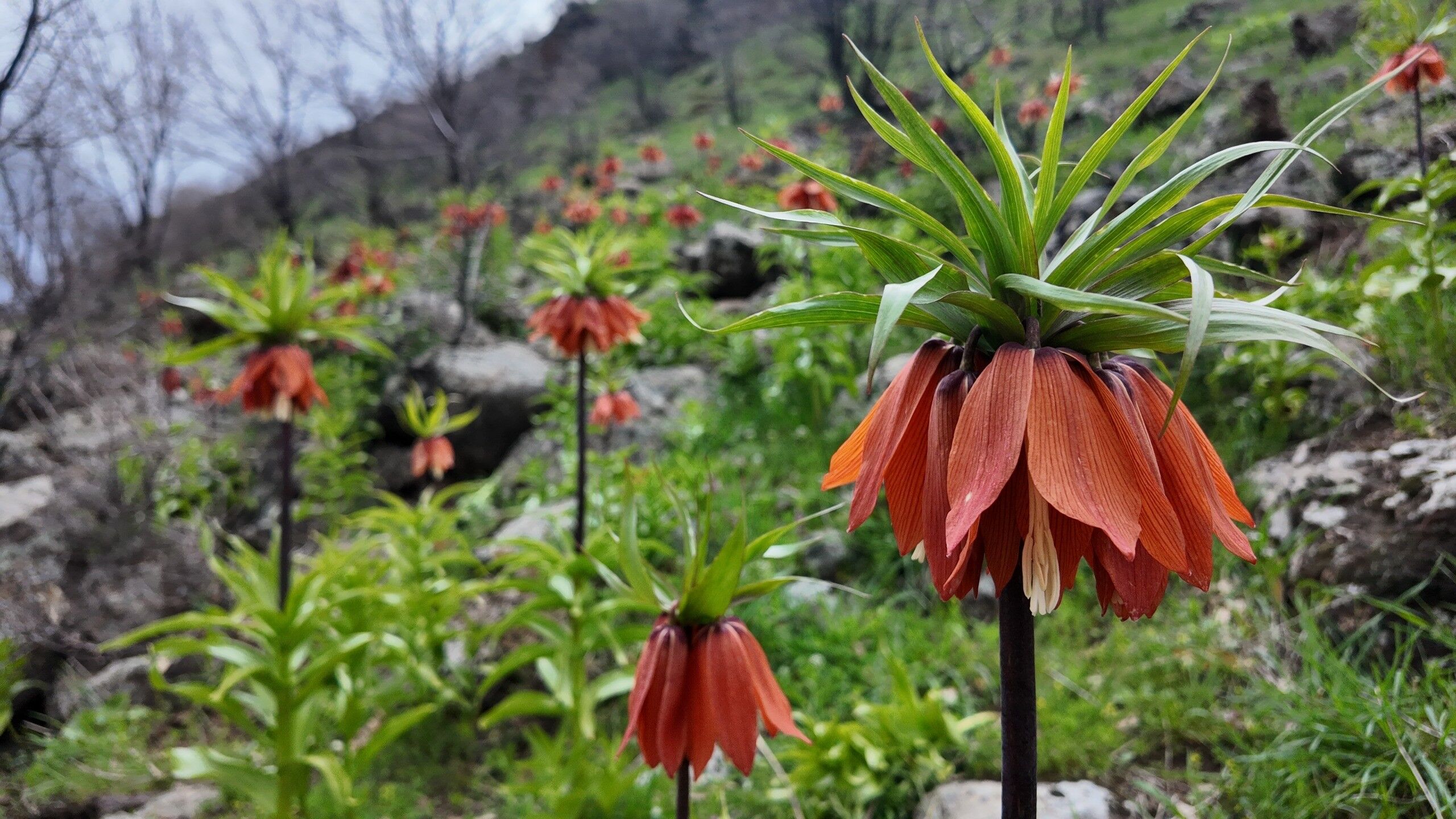 Bingöl’ün Yüksek Rakımlı Dağlarında Baharın Gelişiyle Açan Ters Laleler, Gökçeli Köyü Kırsalında Görüntülendi; Koparmanın Cezası 700 Bin Tl Ifadesiyle Dikkat Çekiyor (1)
