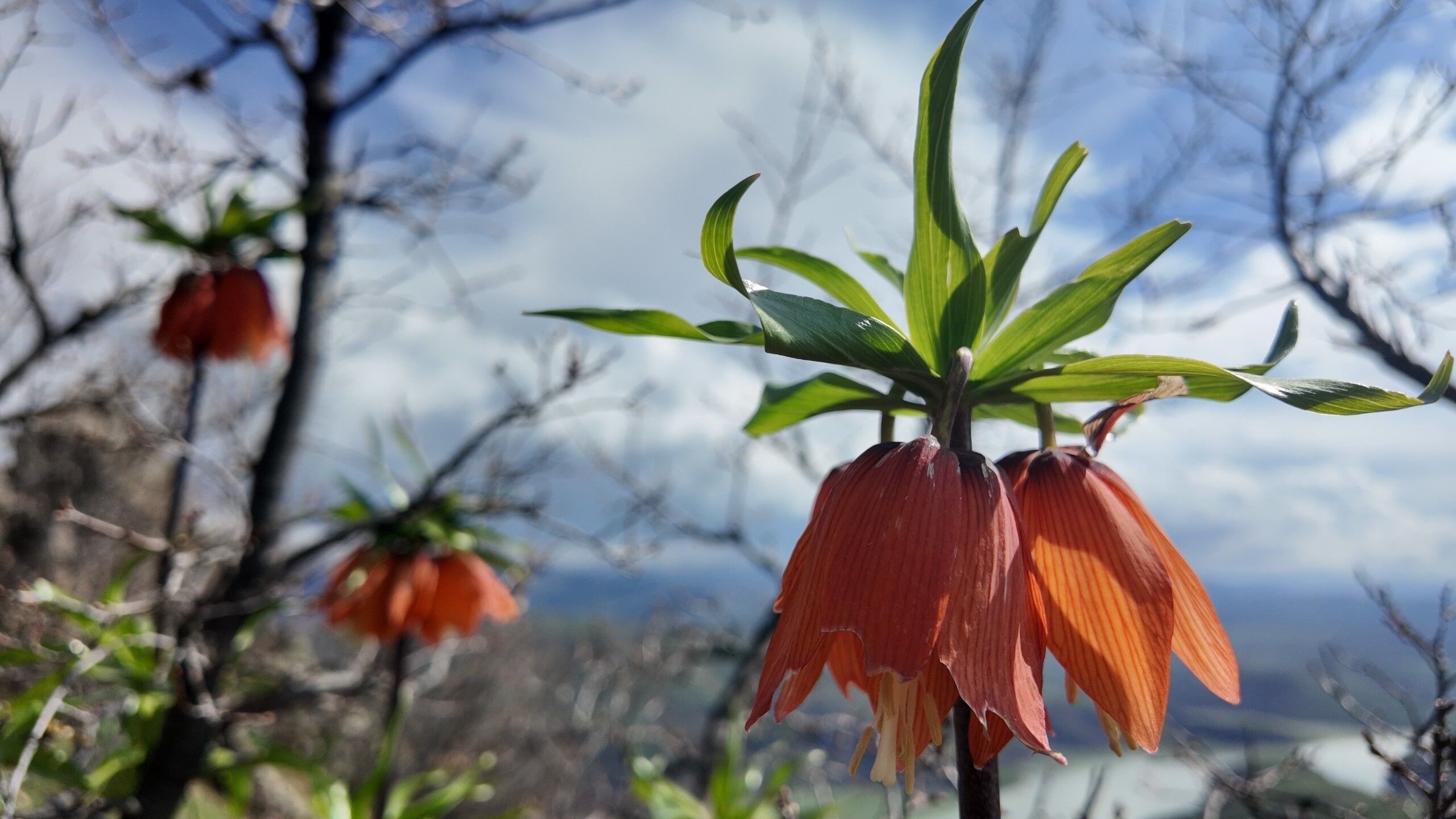 Bingöl’ün Yüksek Rakımlı Dağlarında Baharın Gelişiyle Açan Ters Laleler, Gökçeli Köyü Kırsalında Görüntülendi; Koparmanın Cezası 700 Bin Tl Ifadesiyle Dikkat Çekiyor (2)