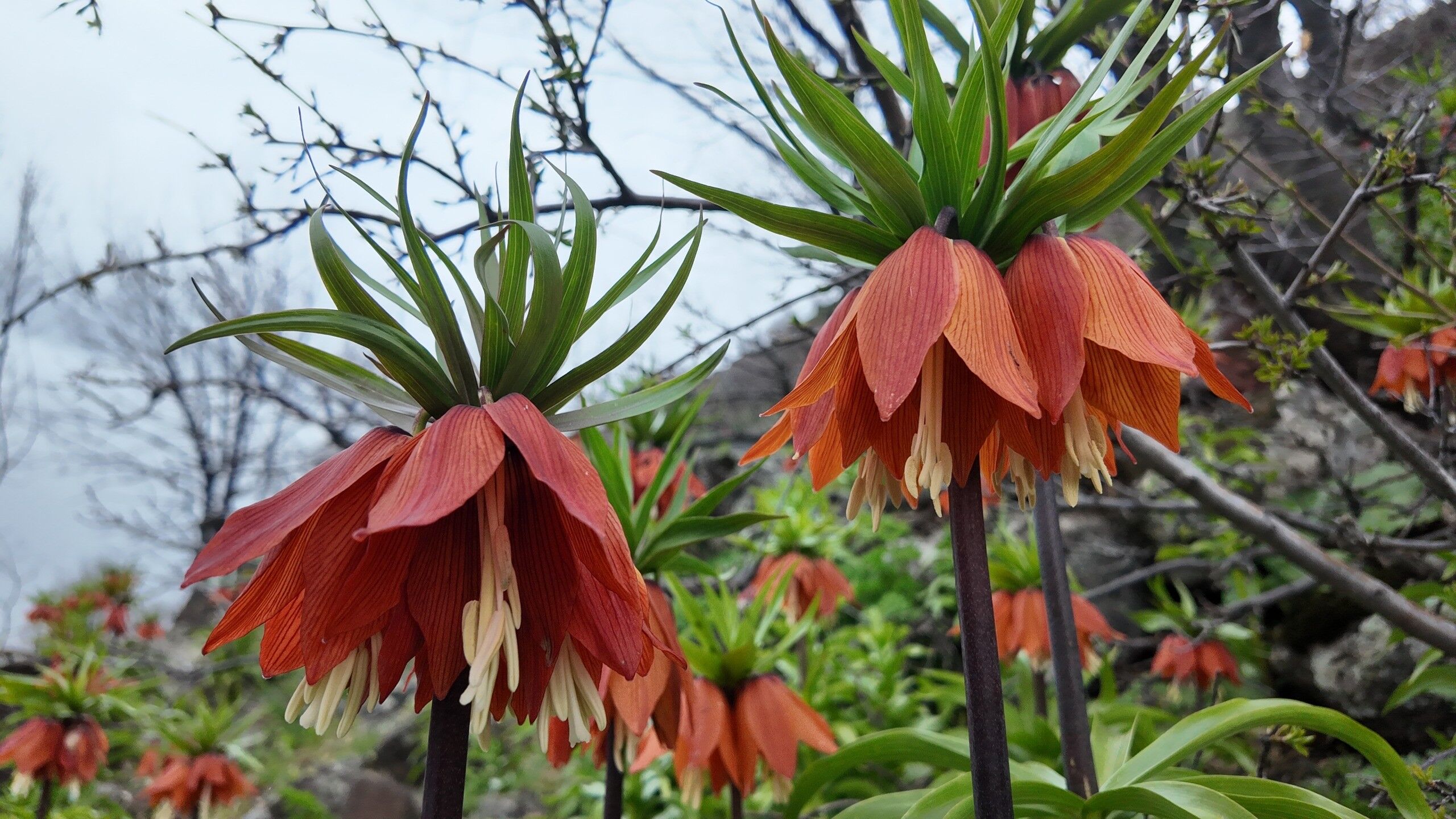 Bingöl’ün Yüksek Rakımlı Dağlarında Baharın Gelişiyle Açan Ters Laleler, Gökçeli Köyü Kırsalında Görüntülendi; Koparmanın Cezası 700 Bin Tl Ifadesiyle Dikkat Çekiyor (4)
