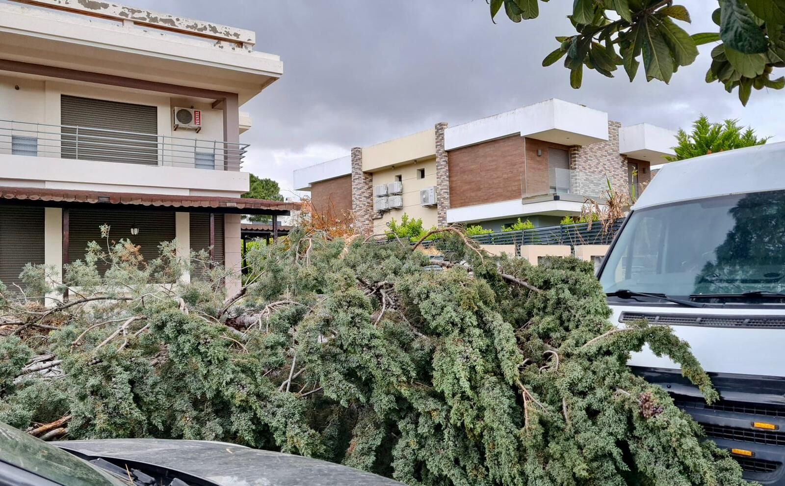 Çeşme'de Fırtına Etkili Oldu Alaçatı'da Ağaçlar Devrildi (1)