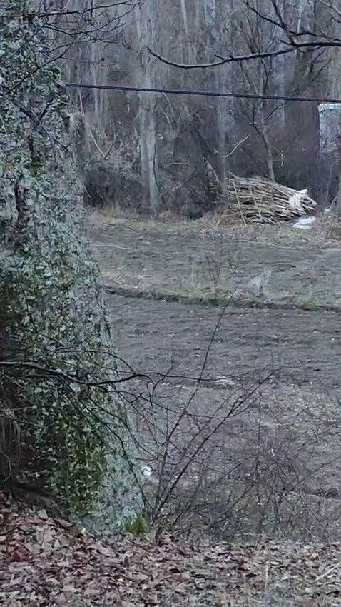 Erzurum’da Nesli Tehlikedeki Vaşak Görüntülendi (2)