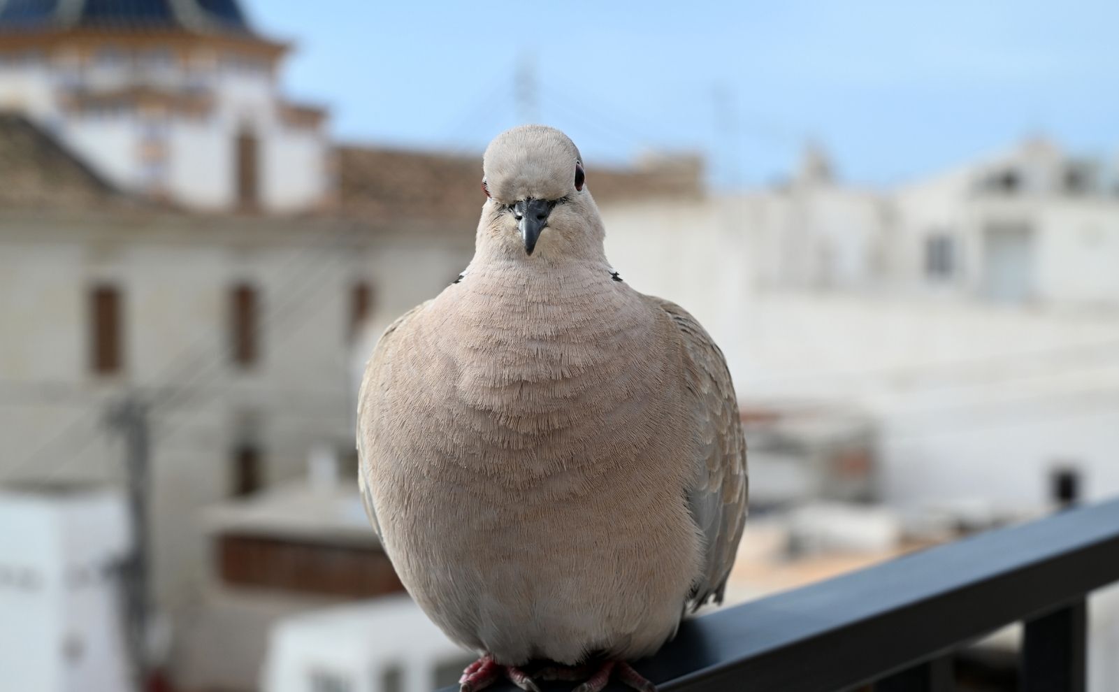 Güvercin (2)