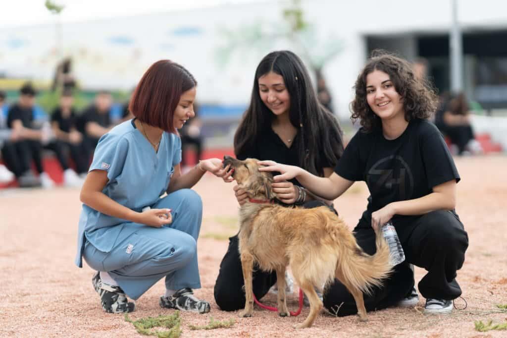 İzmir’de Barınaklardan 3 Bin 300 Sokak Hayvanı Sahiplendirildi (10)