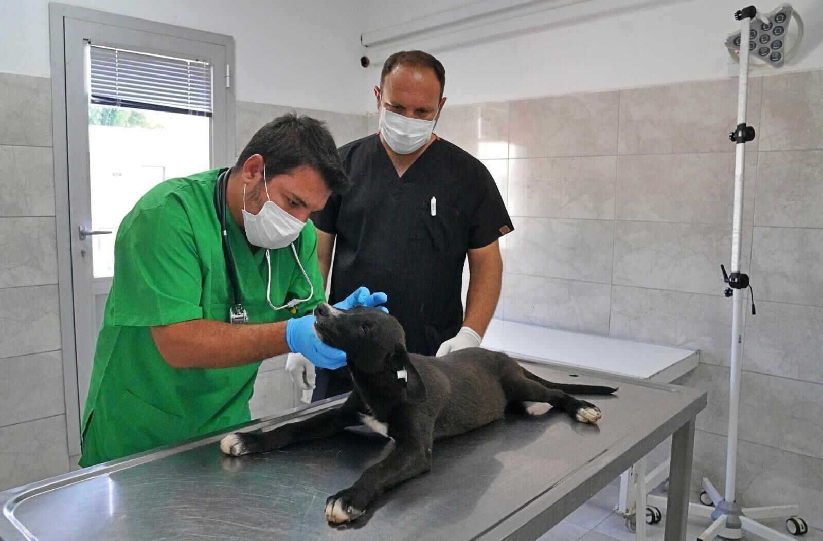 İzmir’de Barınaklardan 3 Bin 300 Sokak Hayvanı Sahiplendirildi (6)