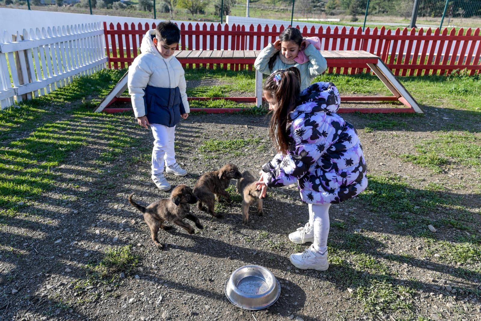 İzmir’de Barınaklardan 3 Bin 300 Sokak Hayvanı Sahiplendirildi (8)