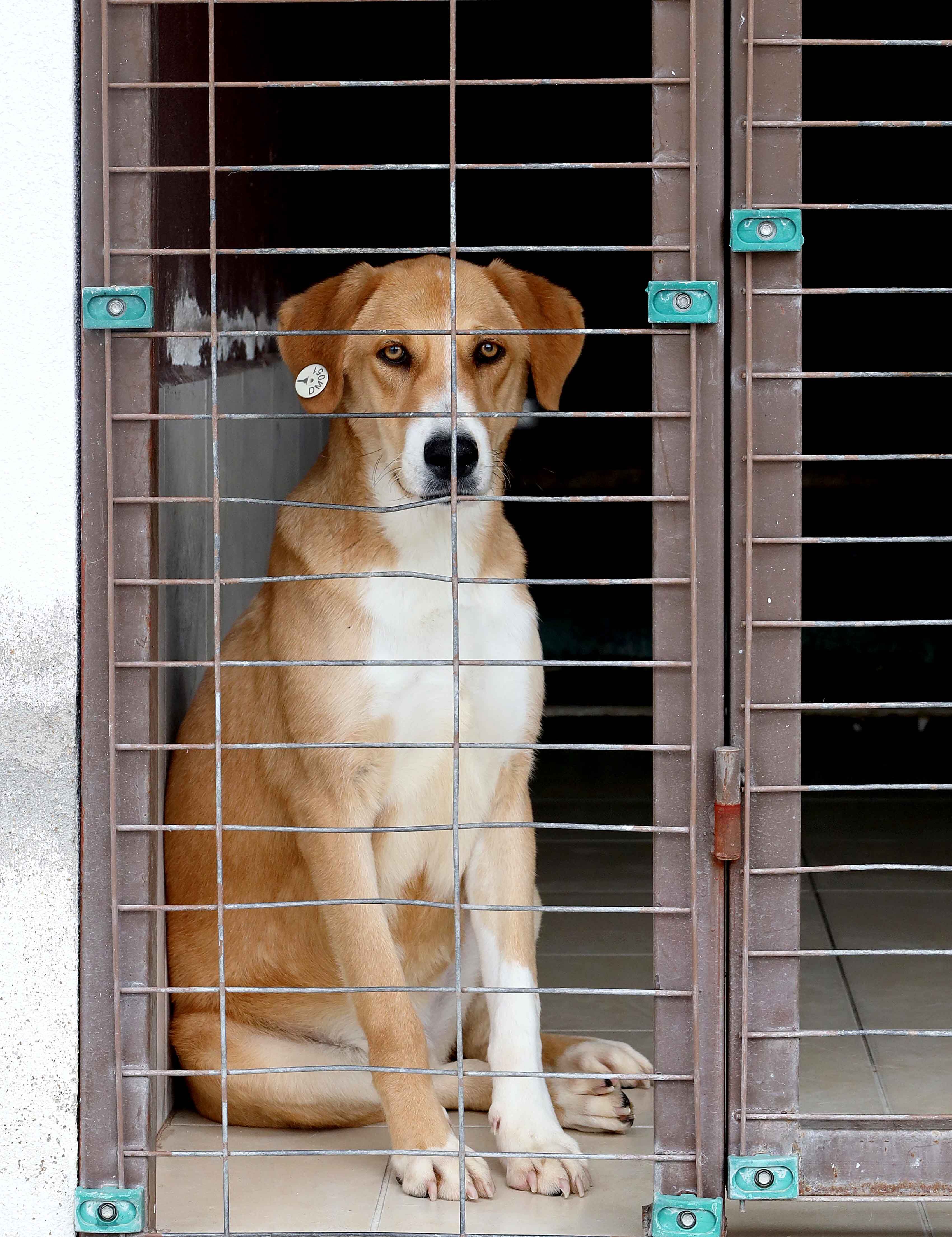İzsi̇ad, 4 Nisan Dünya Sokak Hayvanları Günü’nde (7)