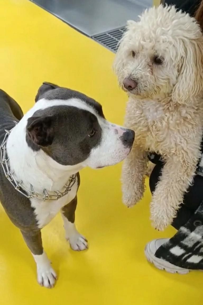 Kahraman Leo, Can Dostu Şanslı’ya Hayat Oldu (2)-1