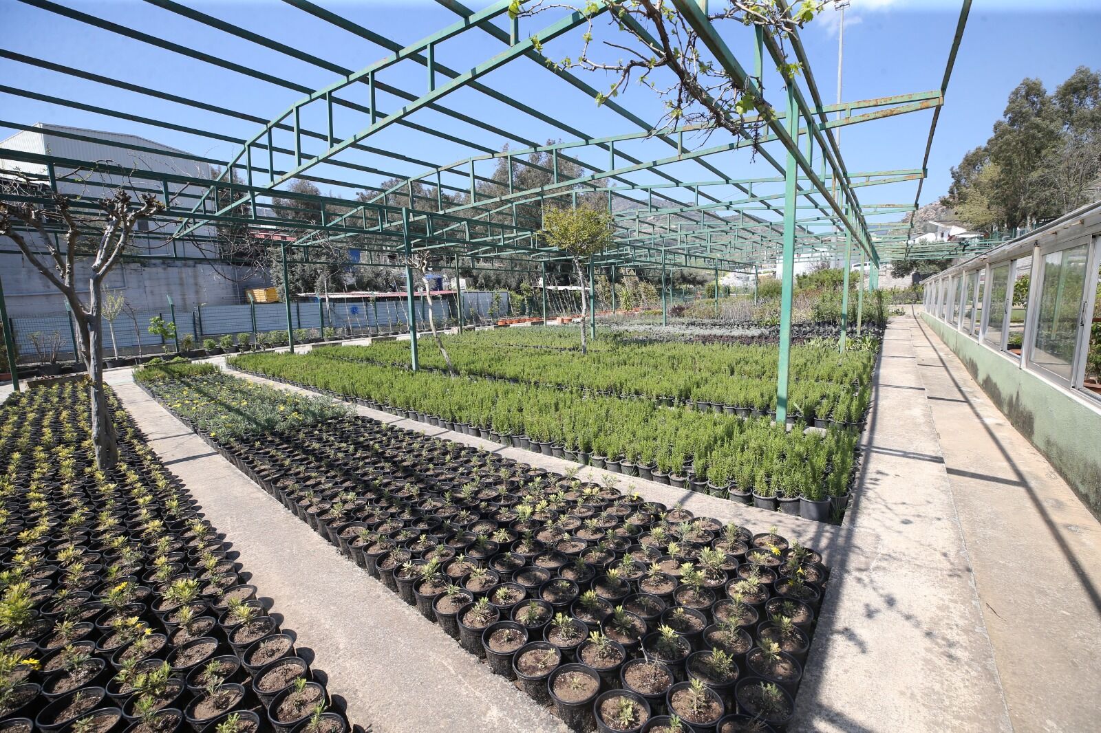 Karşıyaka Belediyesi Kendi Ürettiği Bitkilerle Parkları Yeşillendiriyor (3)