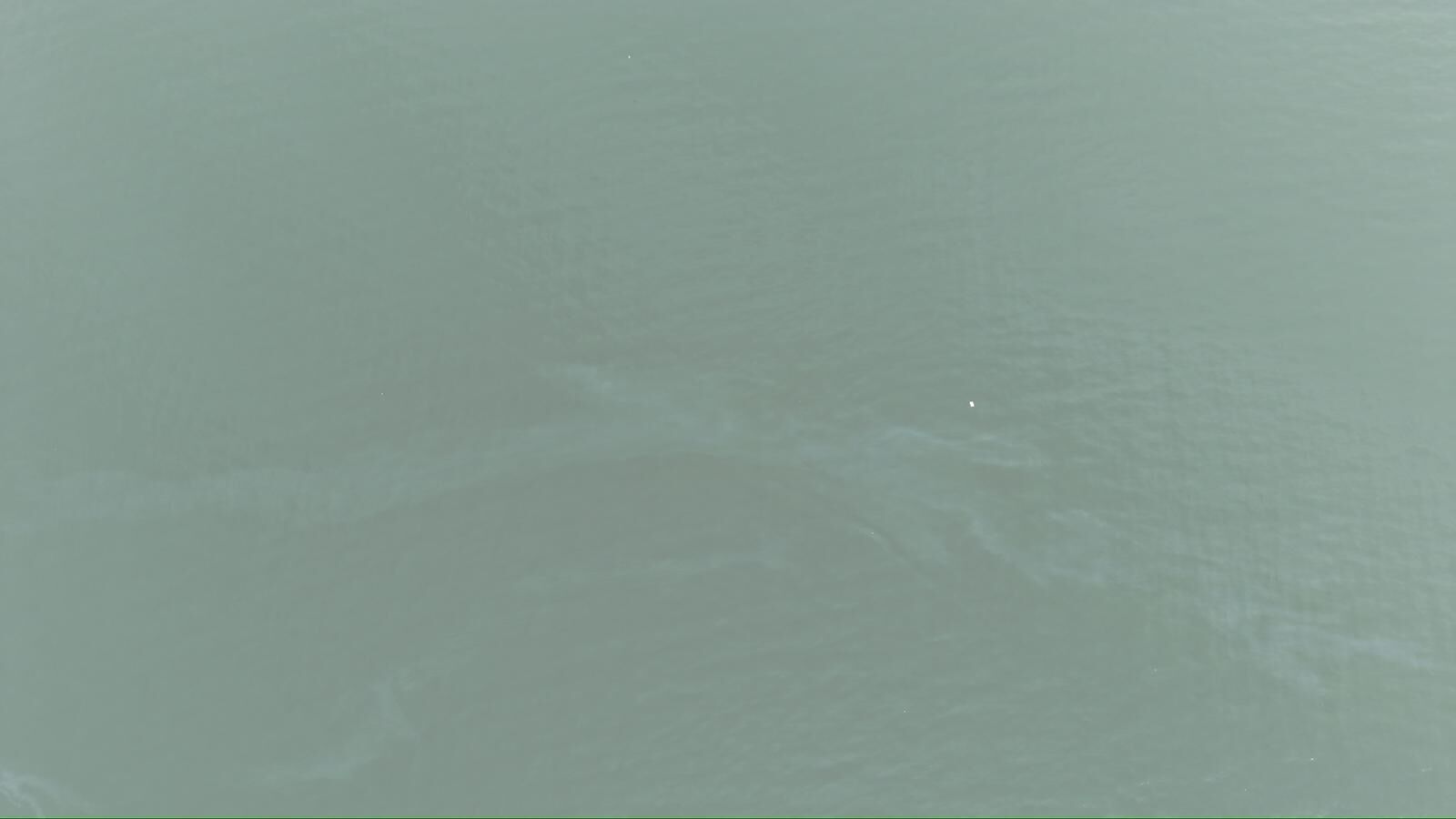 Körfezde Alarm Büyüyor Aynı Kirlilik 6 Ayda 11 Kez Tekrarlandı (1)