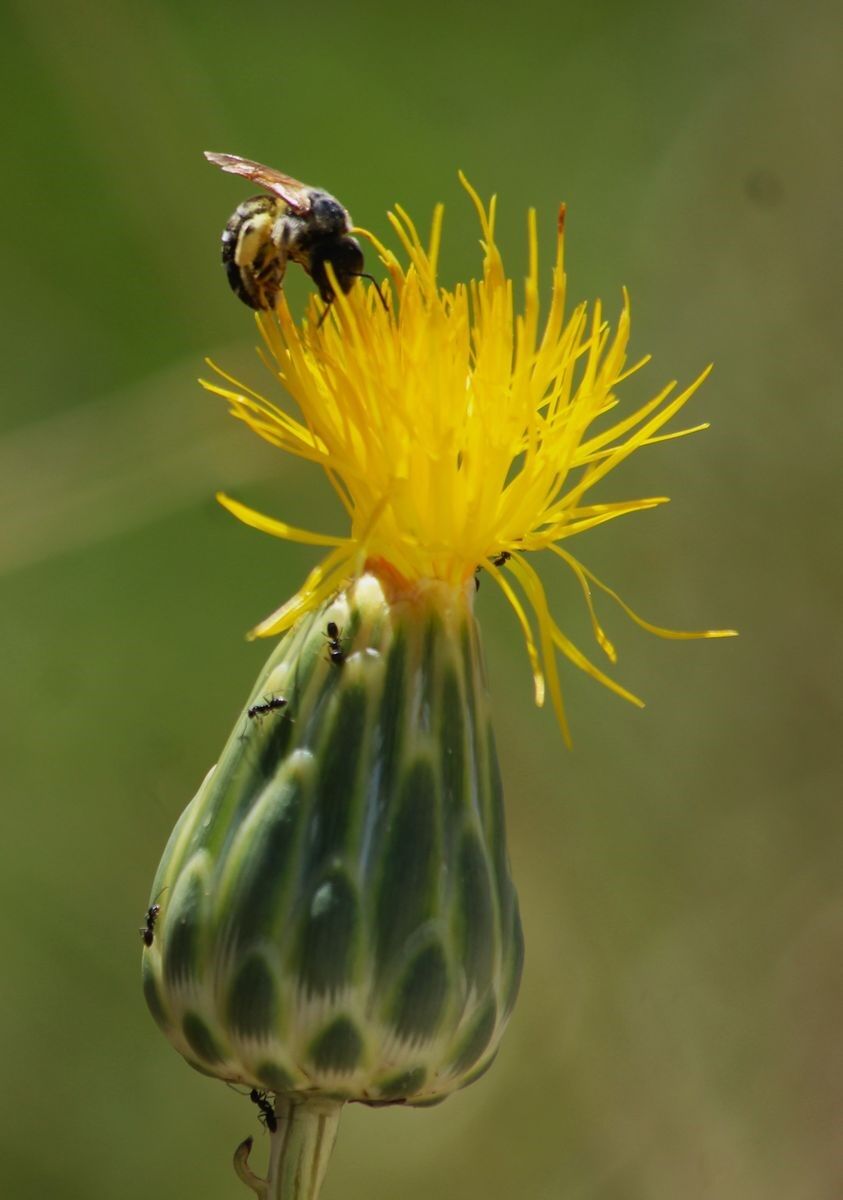 Kuşadası’nın Simgesi Tülüşah Tehlike Altında (2)