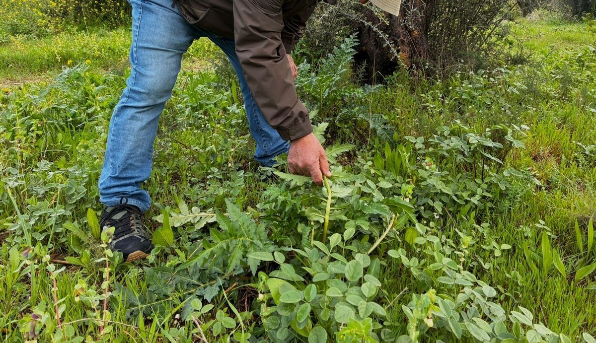 Kuşadası’nın Simgesi Tülüşah Tehlike Altında (3)