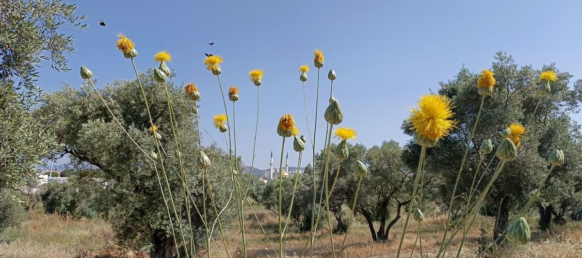 Kuşadası’nın Simgesi Tülüşah Tehlike Altında (4)