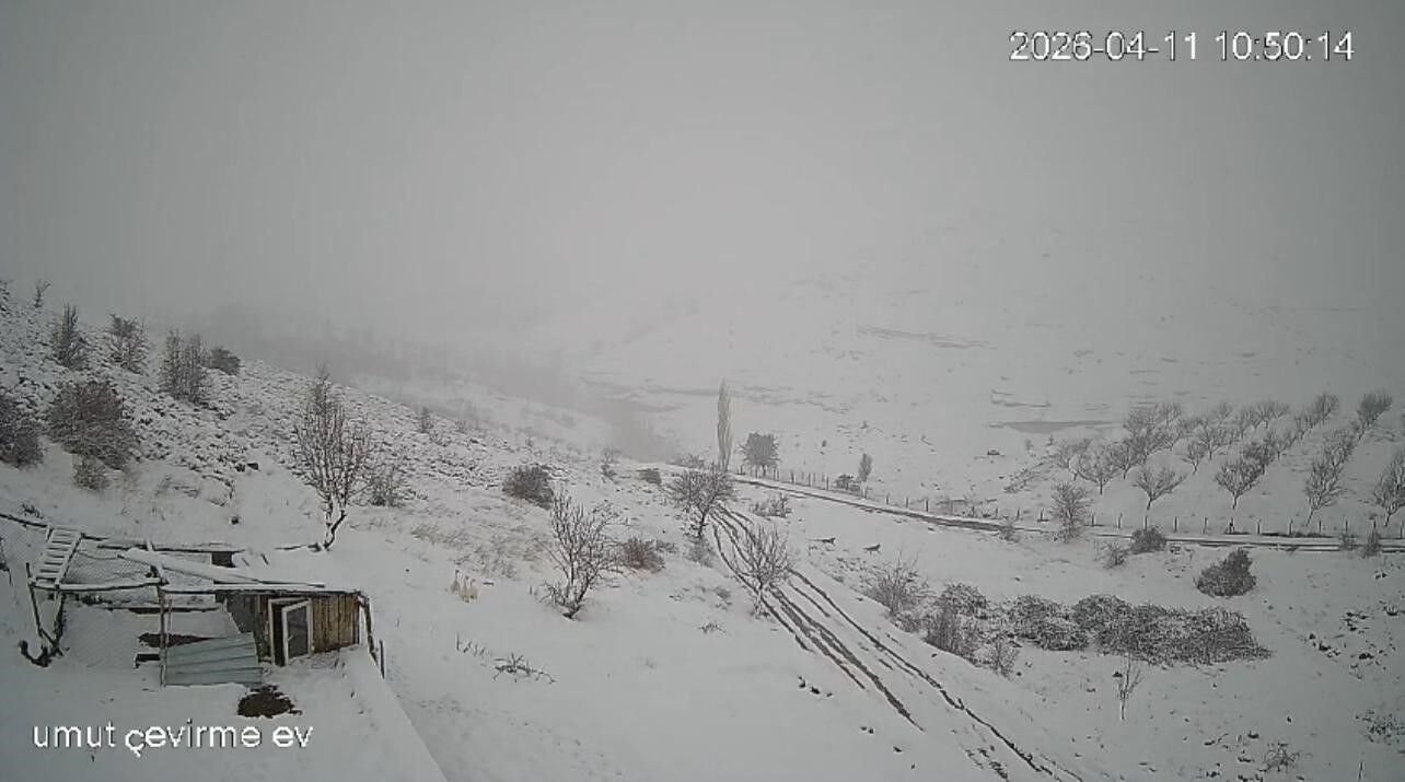 Malatya’da Aç Kurt Sürüsü Yerleşim Yerine Indi (3)