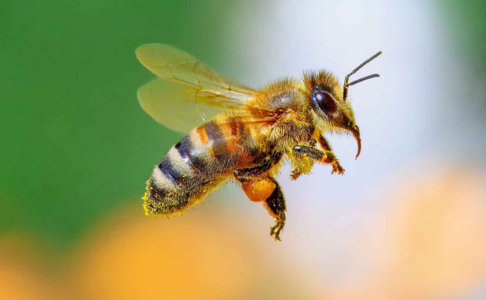 Rüyada Arı Görmek Ne Anlama Geliyor (2)