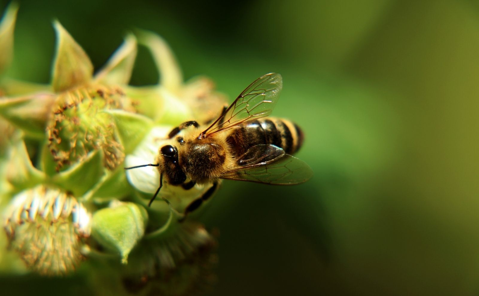 Rüyada Arı Görmek Ne Anlama Geliyor (3)