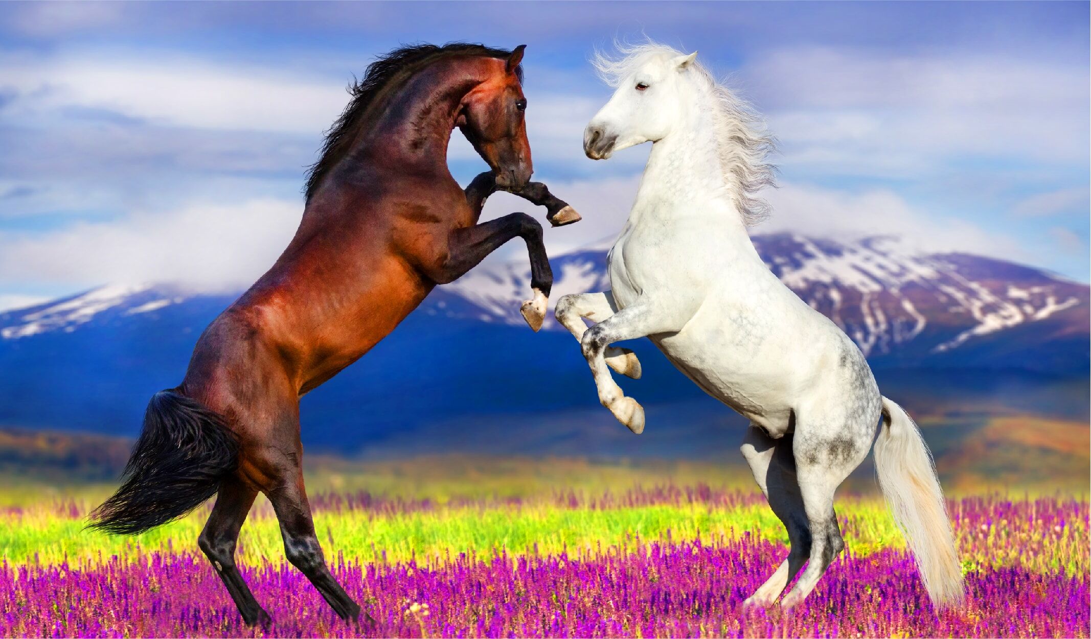 Rüyada At Görmek (1)