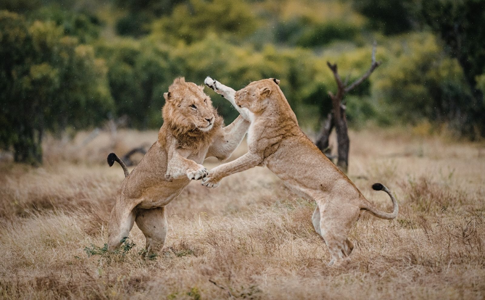 Rüyada Kavga Etmek Ne Anlama Gelir2