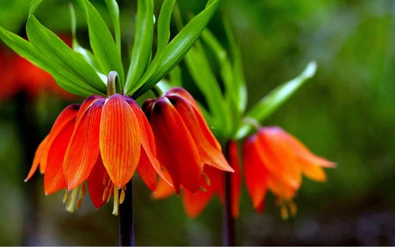 Ters Lale Nerede Yetisir Koparmanin Cezasi Ne Kadar 1783509 20260412153830