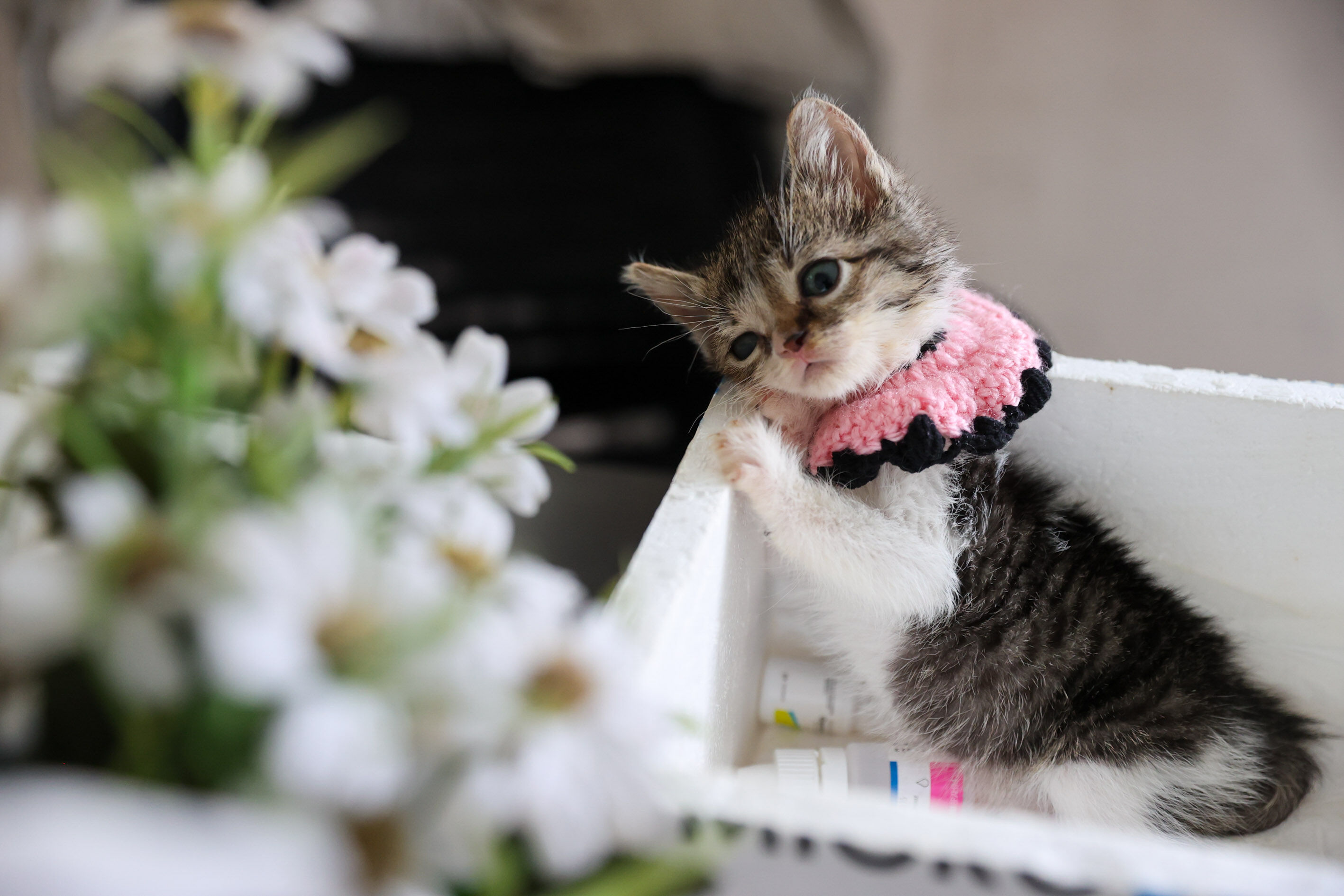 Yaşama Ihtimali Sıfıra Yakın Zero Yavru Kedi Hayata Tutundu (7)