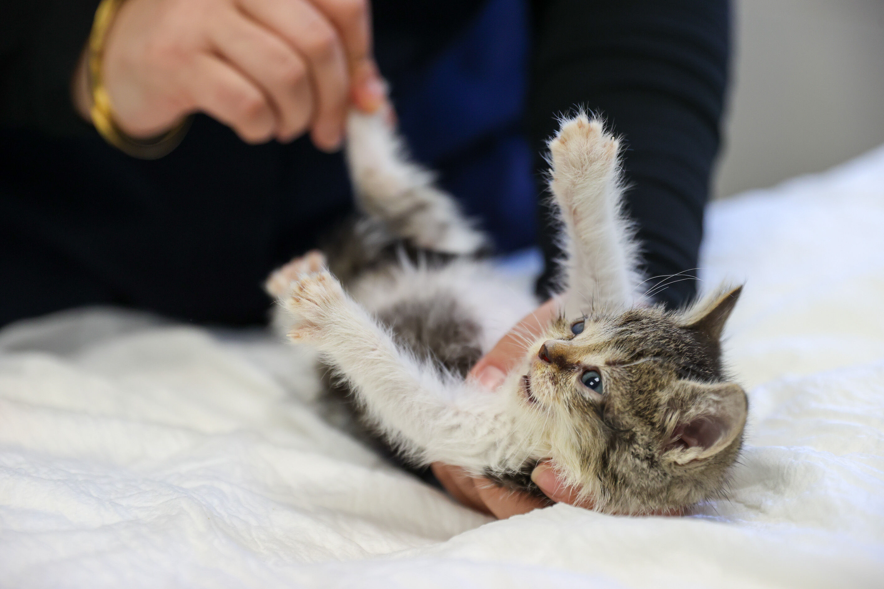 Yaşama Ihtimali Sıfıra Yakın Zero Yavru Kedi Hayata Tutundu (8)