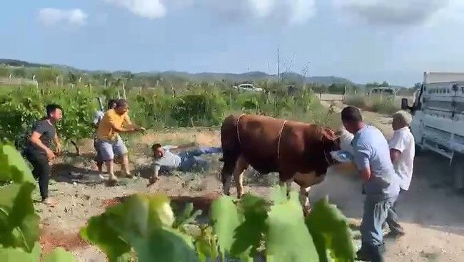 6 Kişinin Zapt Edemediği Boğa Bir Tekmeyle Böyle Yere Serdi (2)