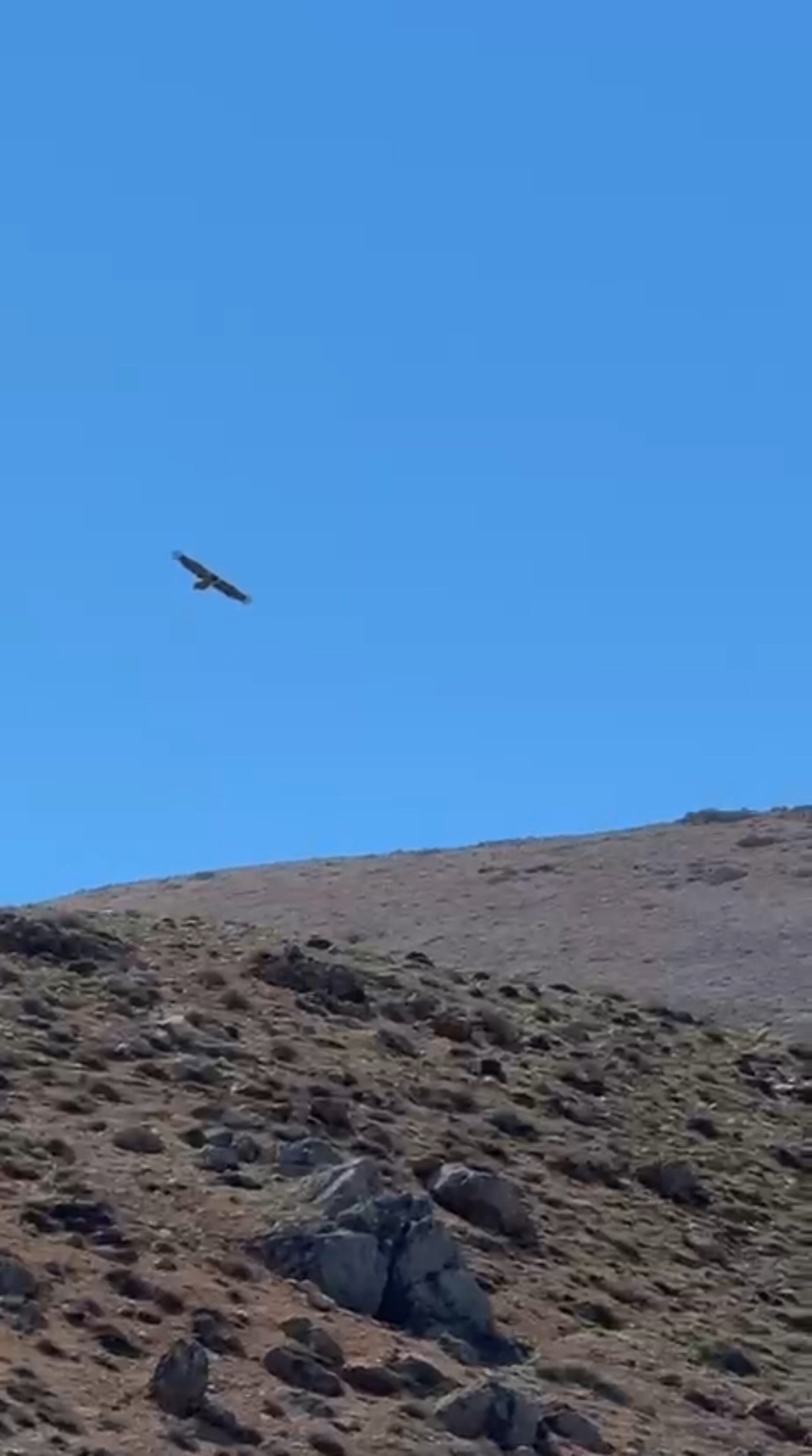 Munzur Dağları’nda Kurt Ve Akbabaların Etkileyici Görüntüsü (2)