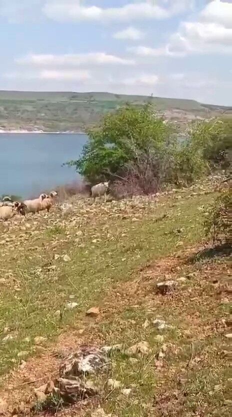 Nadir Görülen Beyaz Alageyik Yeniden Ortaya Çıktı (2)