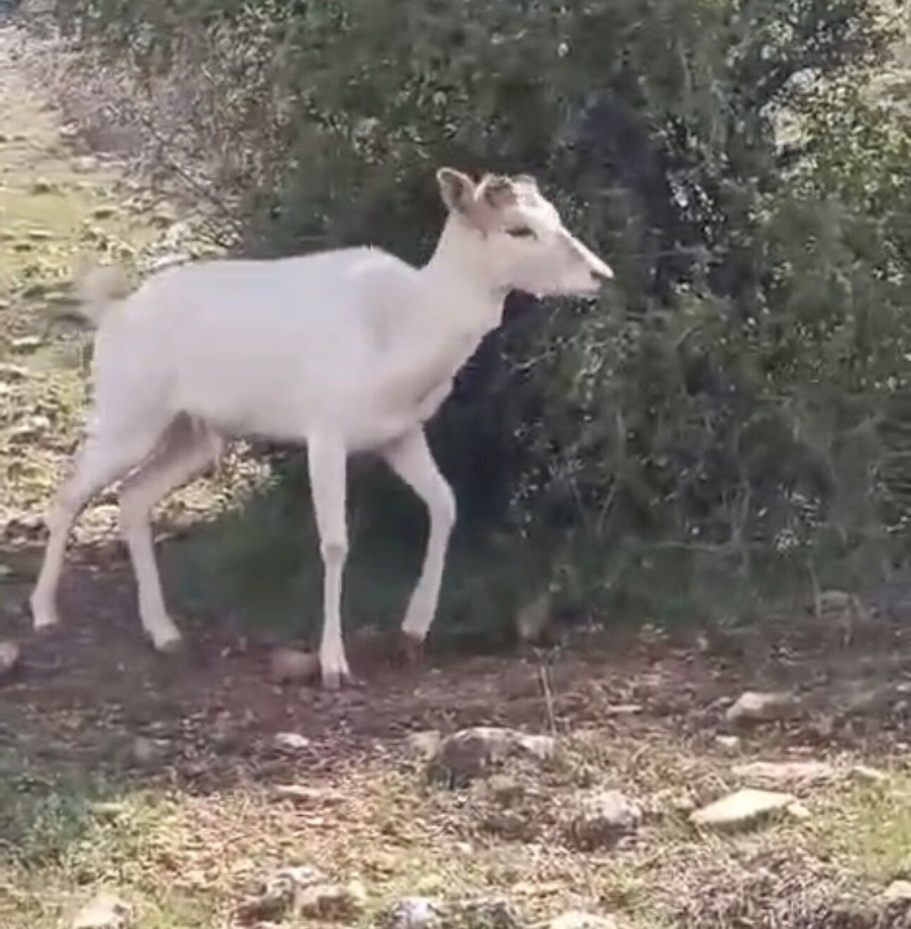 Nadir Görülen Beyaz Alageyik Yeniden Ortaya Çıktı (3)