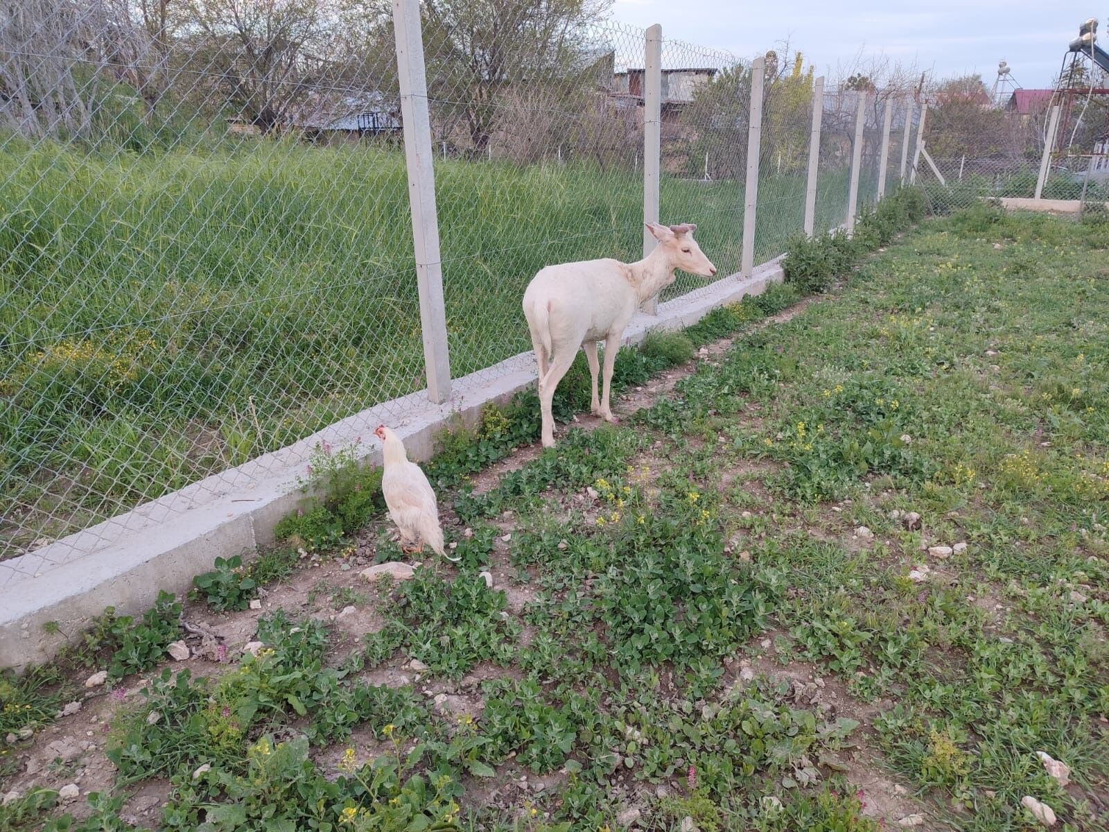 Nadir Görülen Beyaz Alageyik Yeniden Ortaya Çıktı (4)