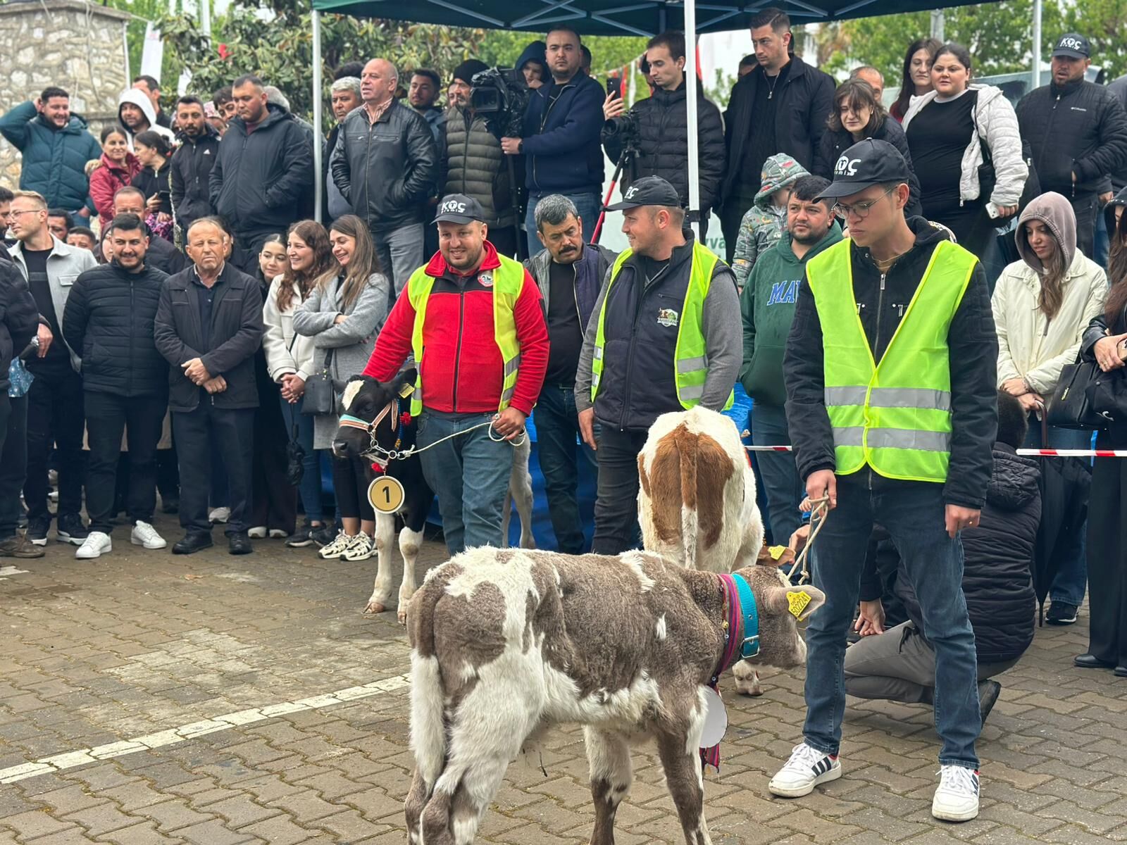 Ödemiş Tarım Fuarı Kapsamında Düzenlenen Buzağı Güzellik Yarışmasında Yetiştiriciler Emeklerini Sergiledi, Jüri Değerlendirmesiyle Kazananlar Açıklandı (5)