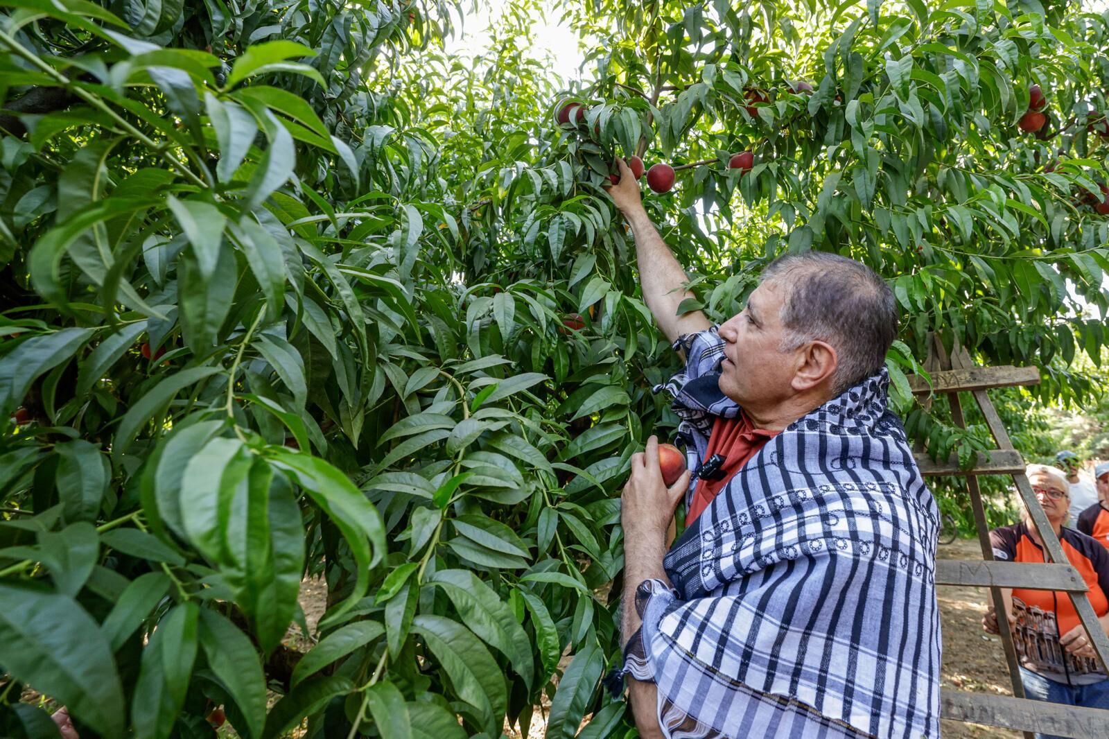 Selçuk'ta Şen Şeftali Şenliği Yeniden Hayat Buldu (4)