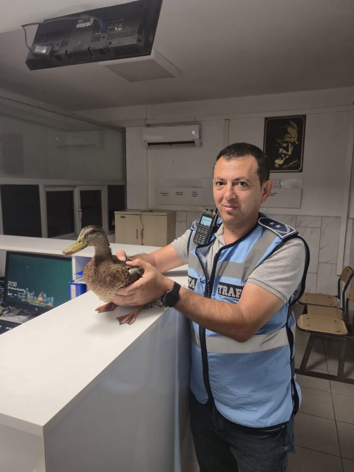 Karşıyaka'da zabıtadan ördek kurtarma operasyonu