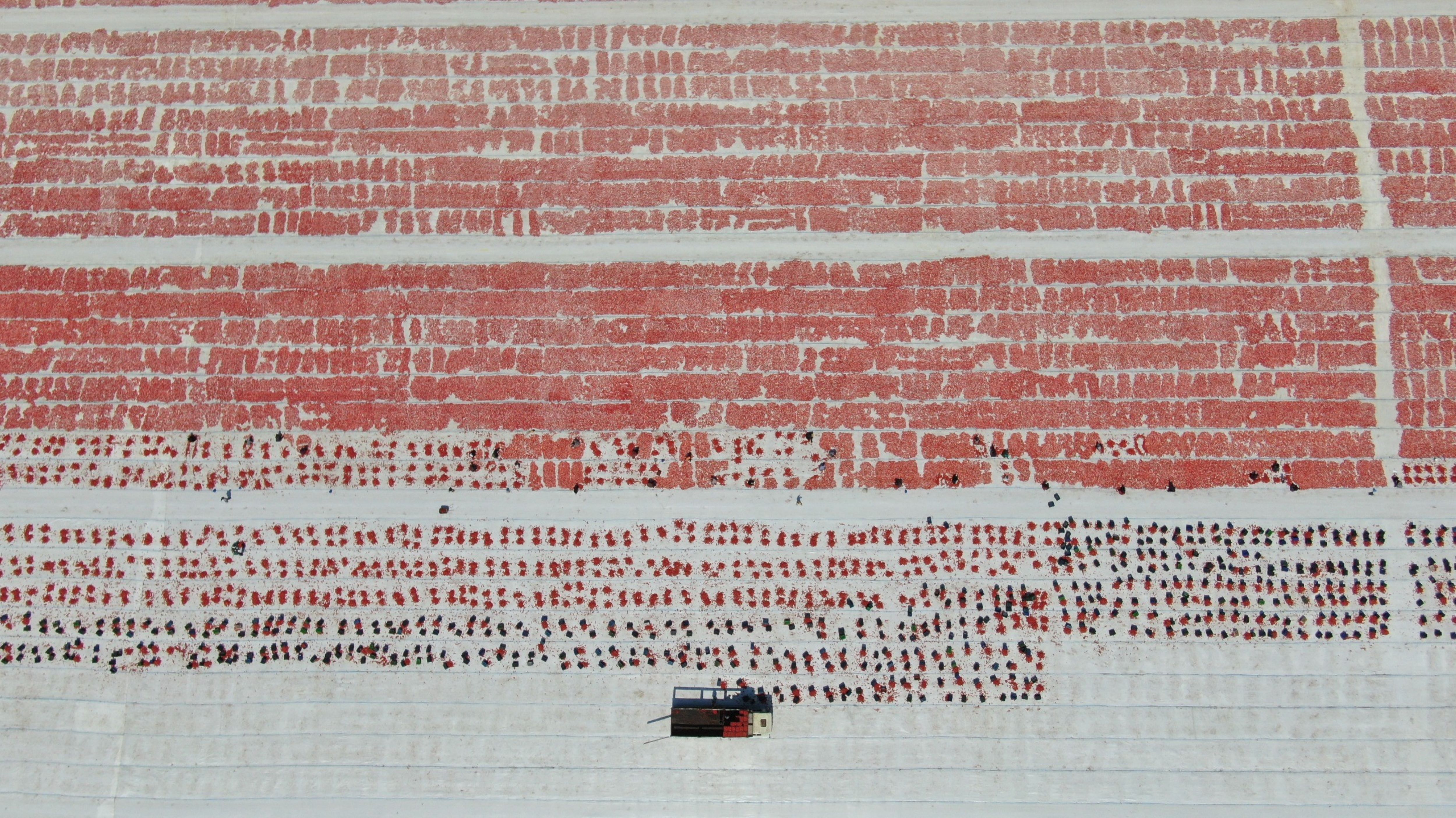 Torbalı Domates (2)